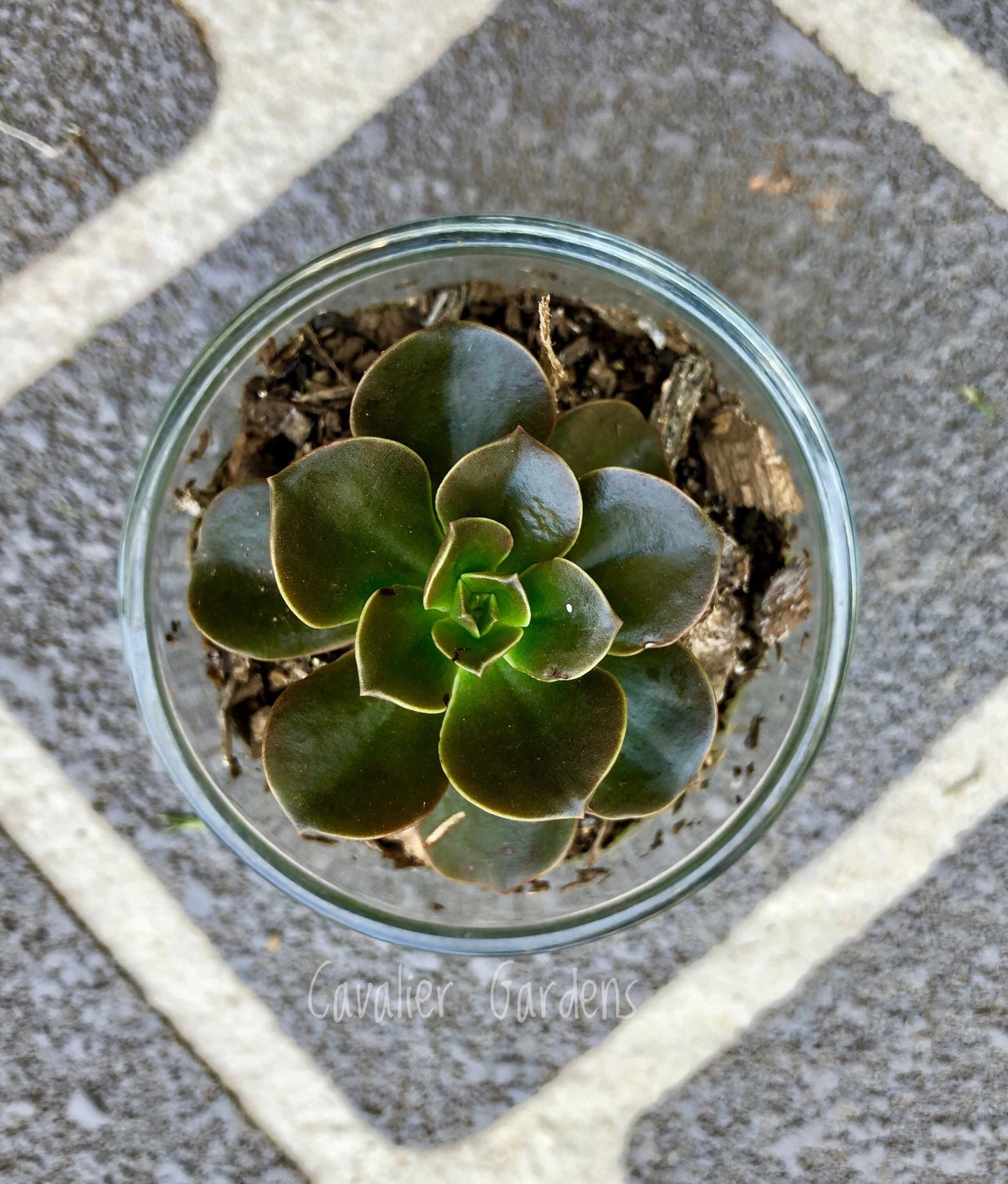 Echeveria - Melaco