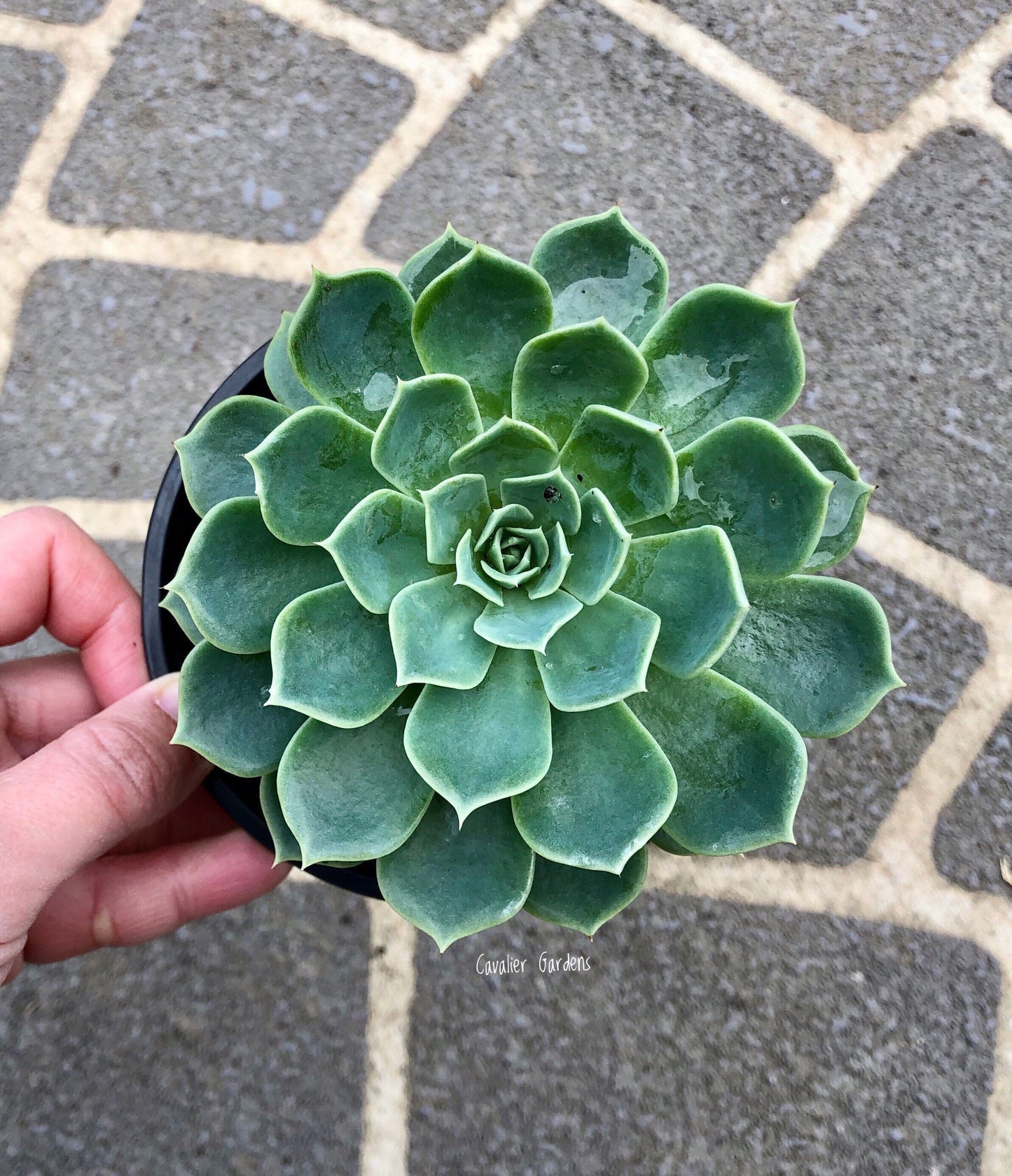 Echeveria - Glauca