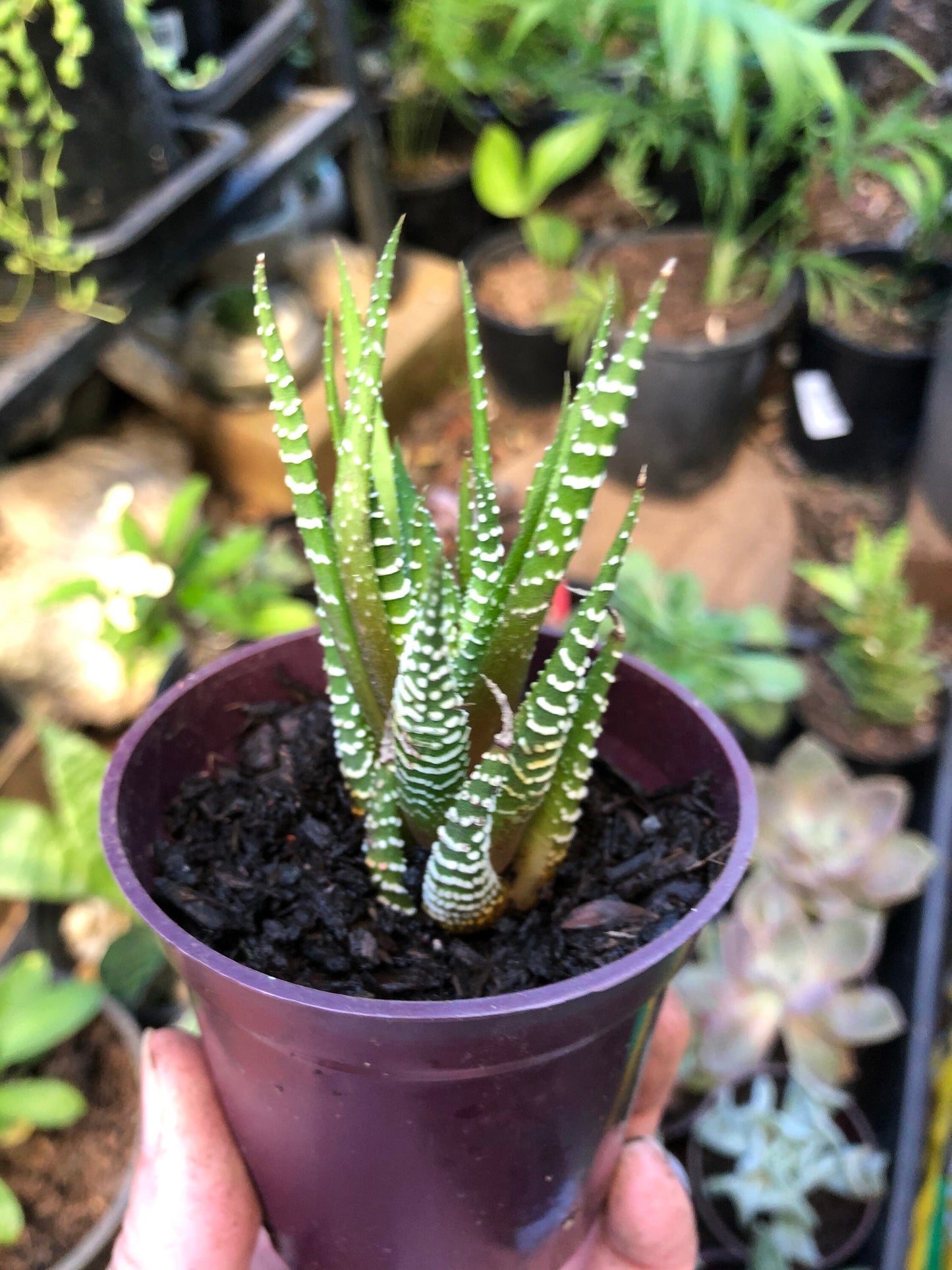 Haworthia Zebra