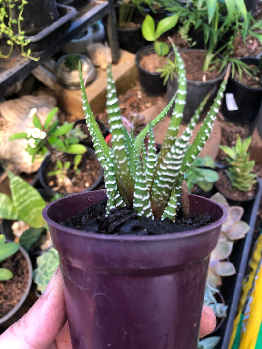 Haworthia Zebra