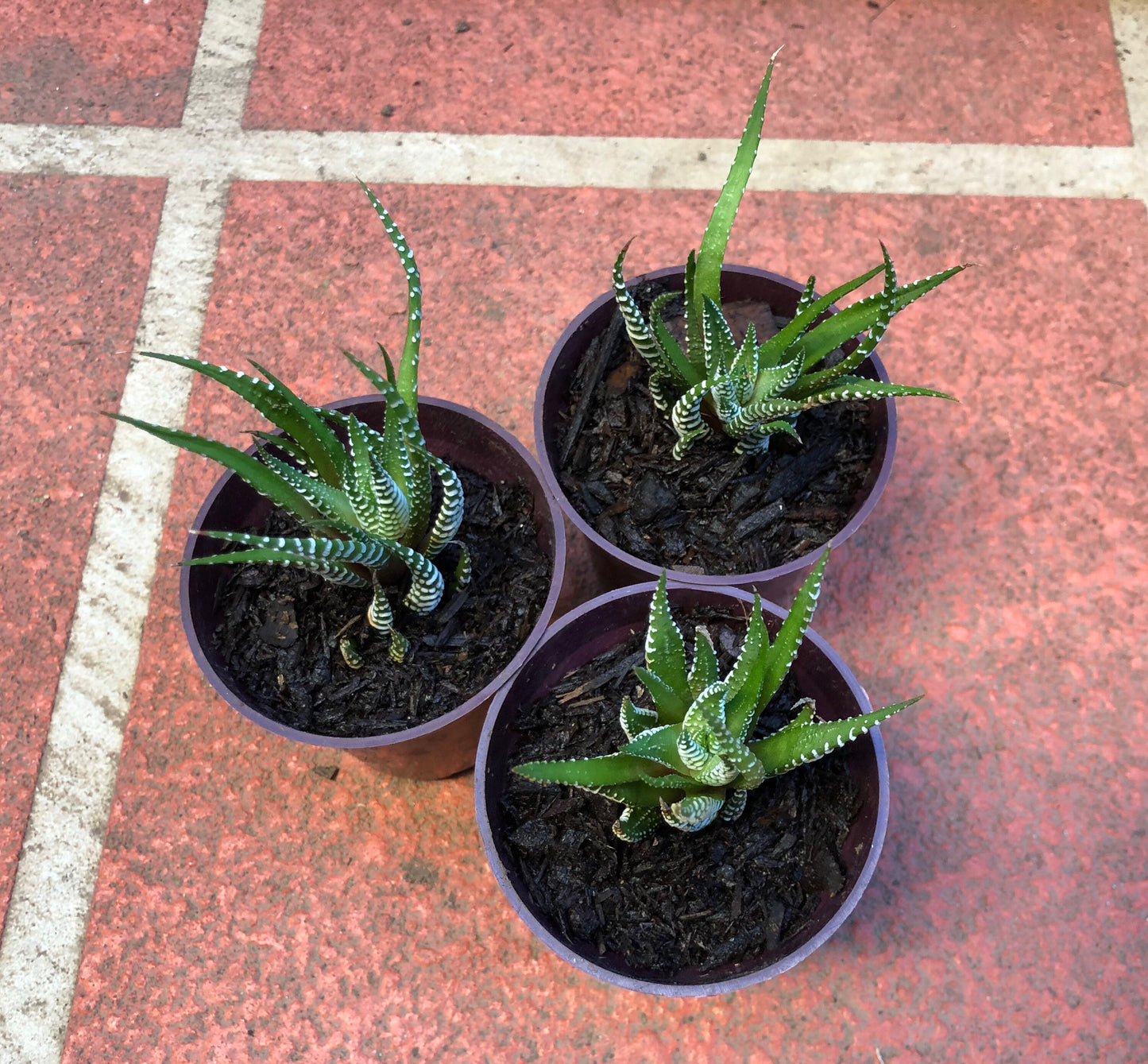 Haworthia Zebra