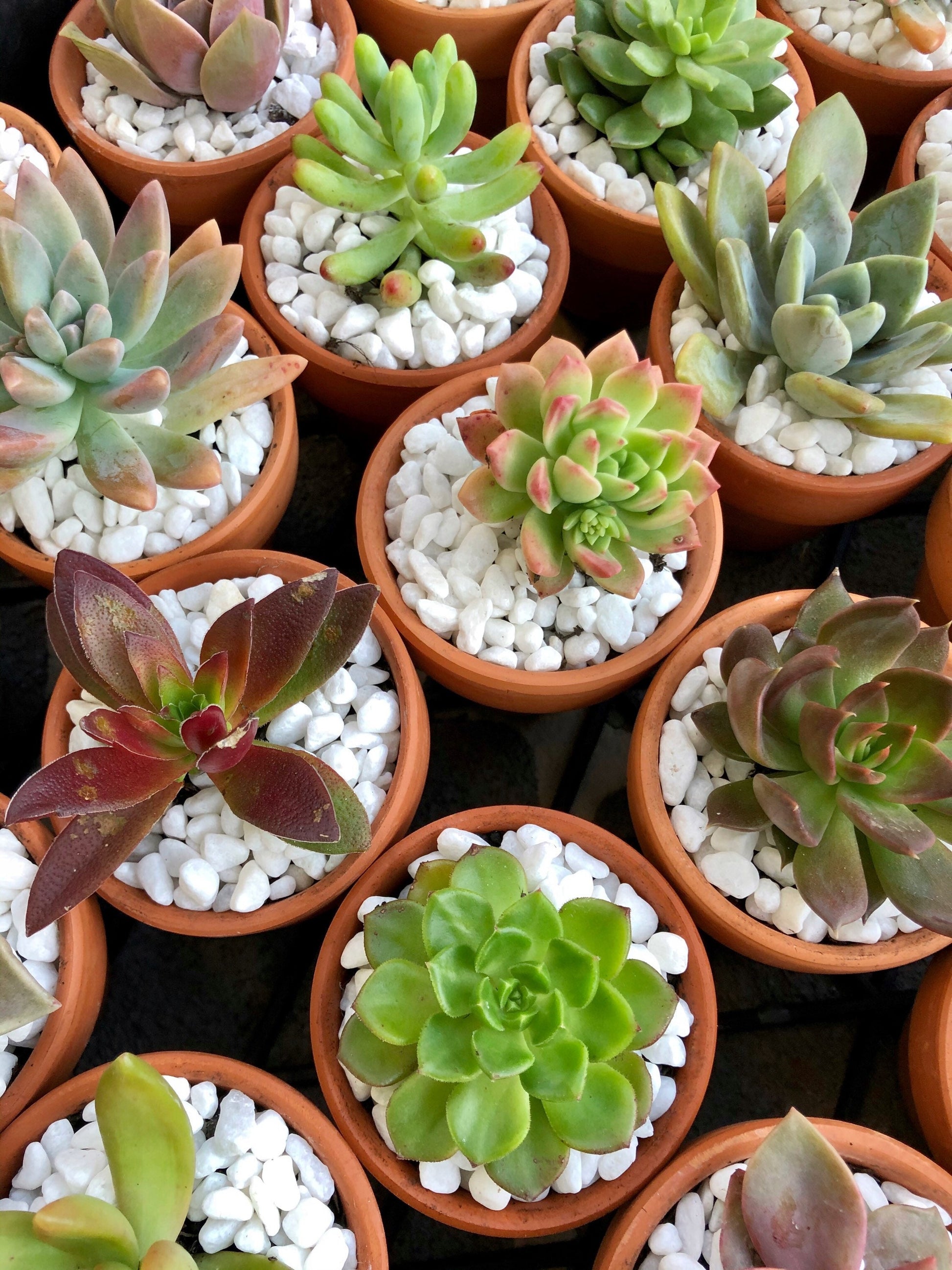 succulent plants sydney Succulent Bomboniere 8cm (SYDNEY PICK UP)