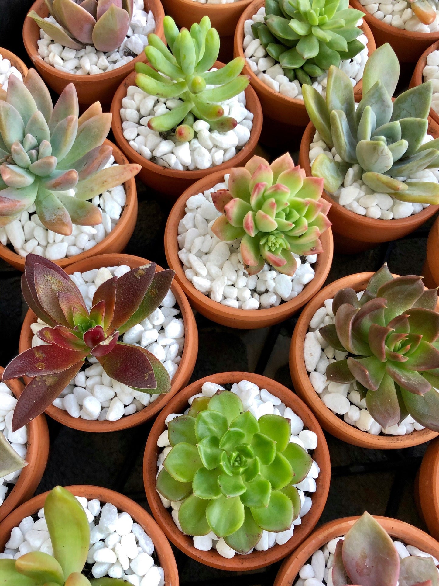Succulent Bomboniere 8cm (SYDNEY PICK UP)