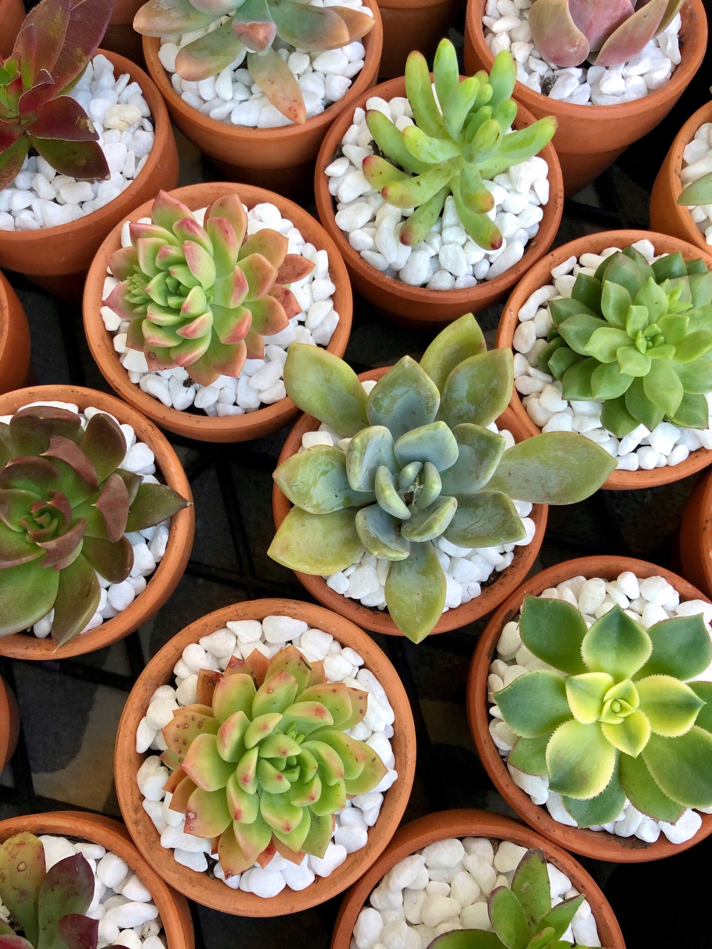 Succulent Bomboniere 8cm (SYDNEY PICK UP)