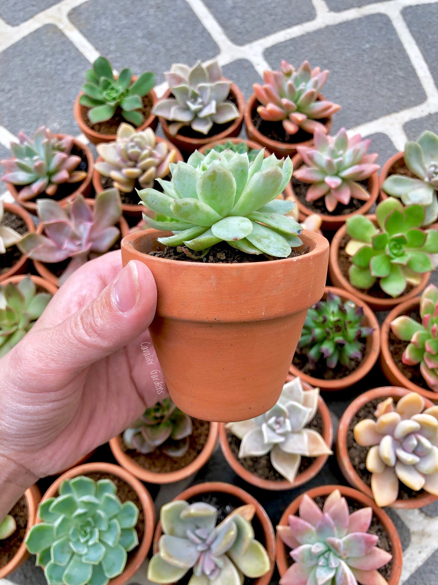 Succulent Bomboniere 8cm (SYDNEY PICK UP)
