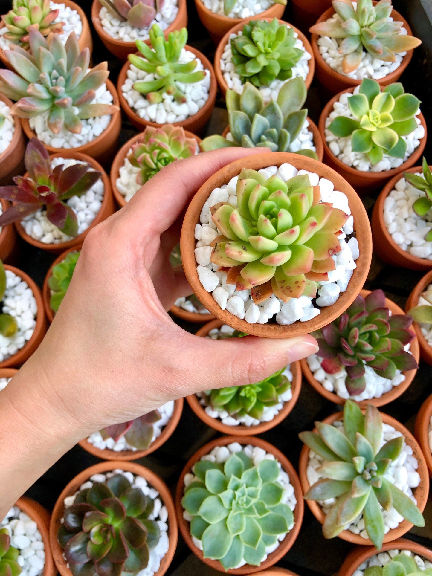 Succulent Bomboniere 8cm (SYDNEY PICK UP)