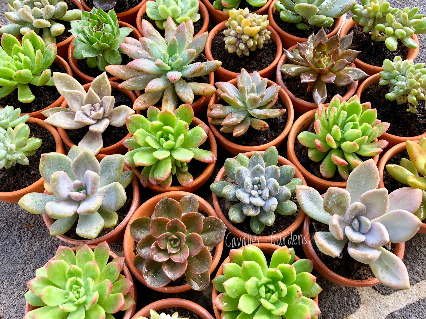 Succulent Bomboniere 8cm (SYDNEY PICK UP)