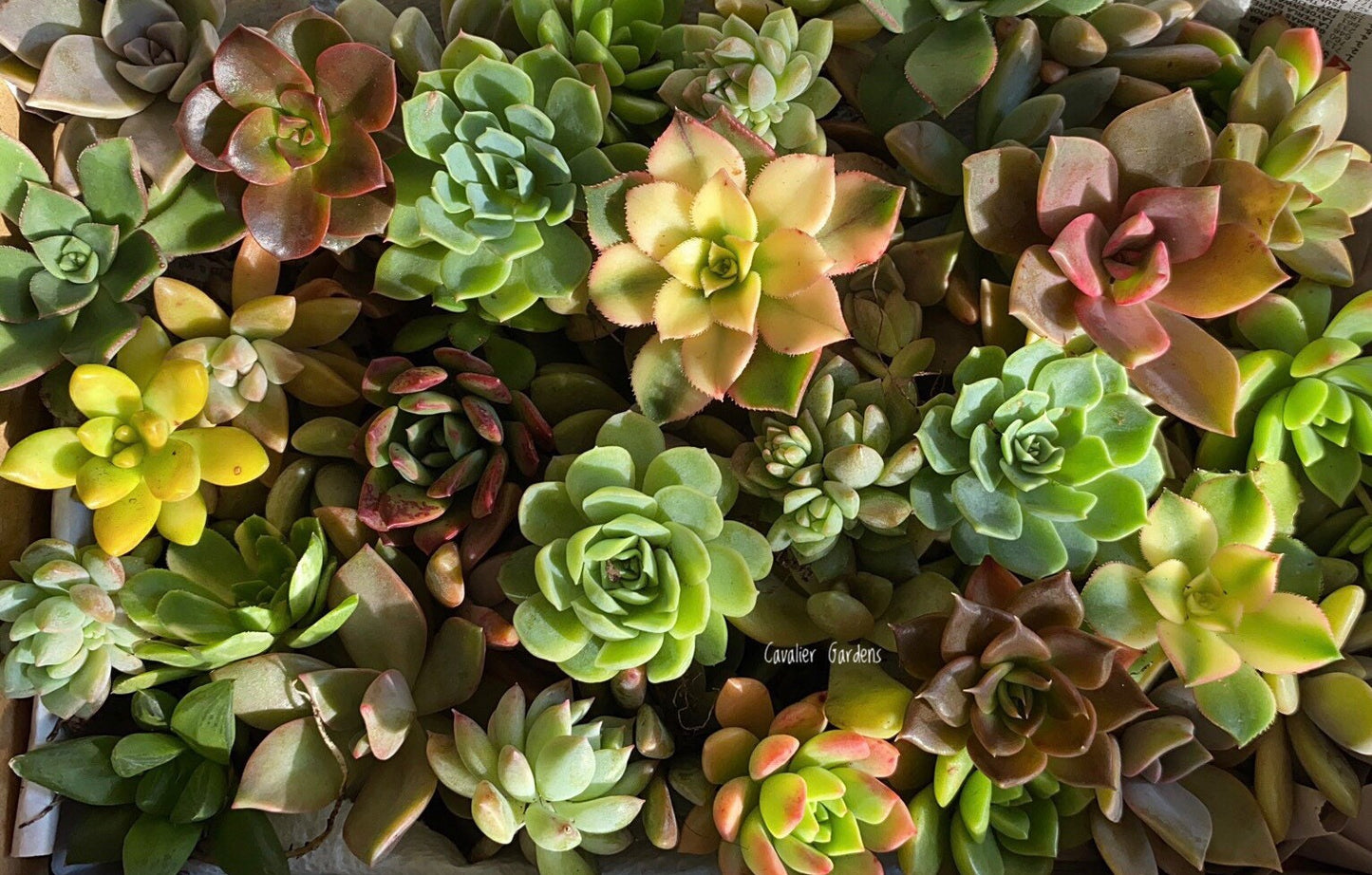 Succulent Box - Rosettes Only (Large Box)