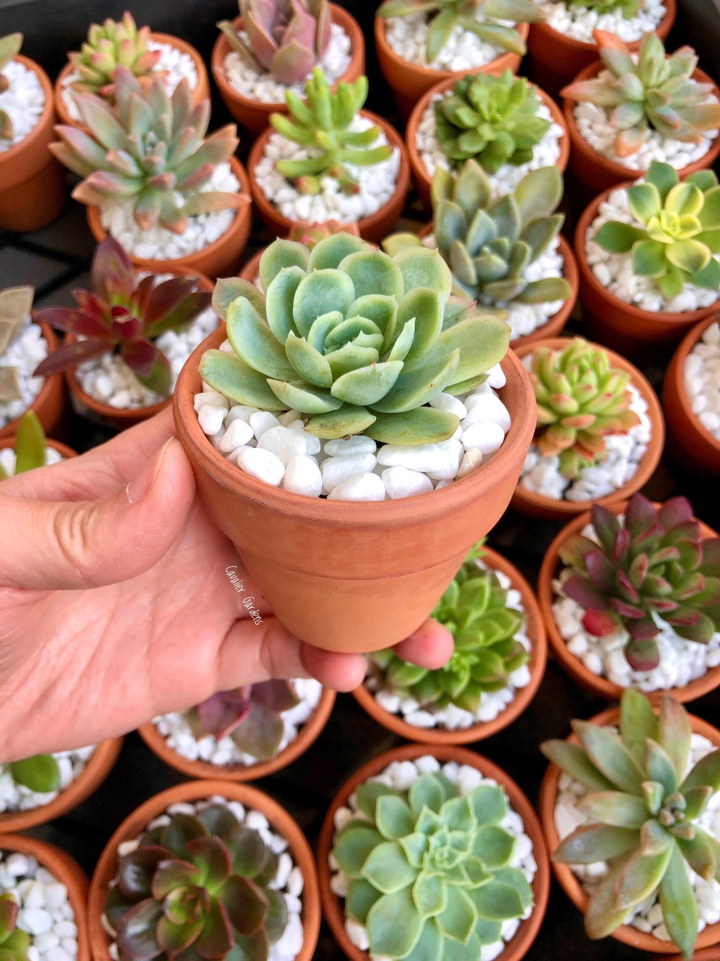 Succulent Bomboniere 8cm (SYDNEY PICK UP)