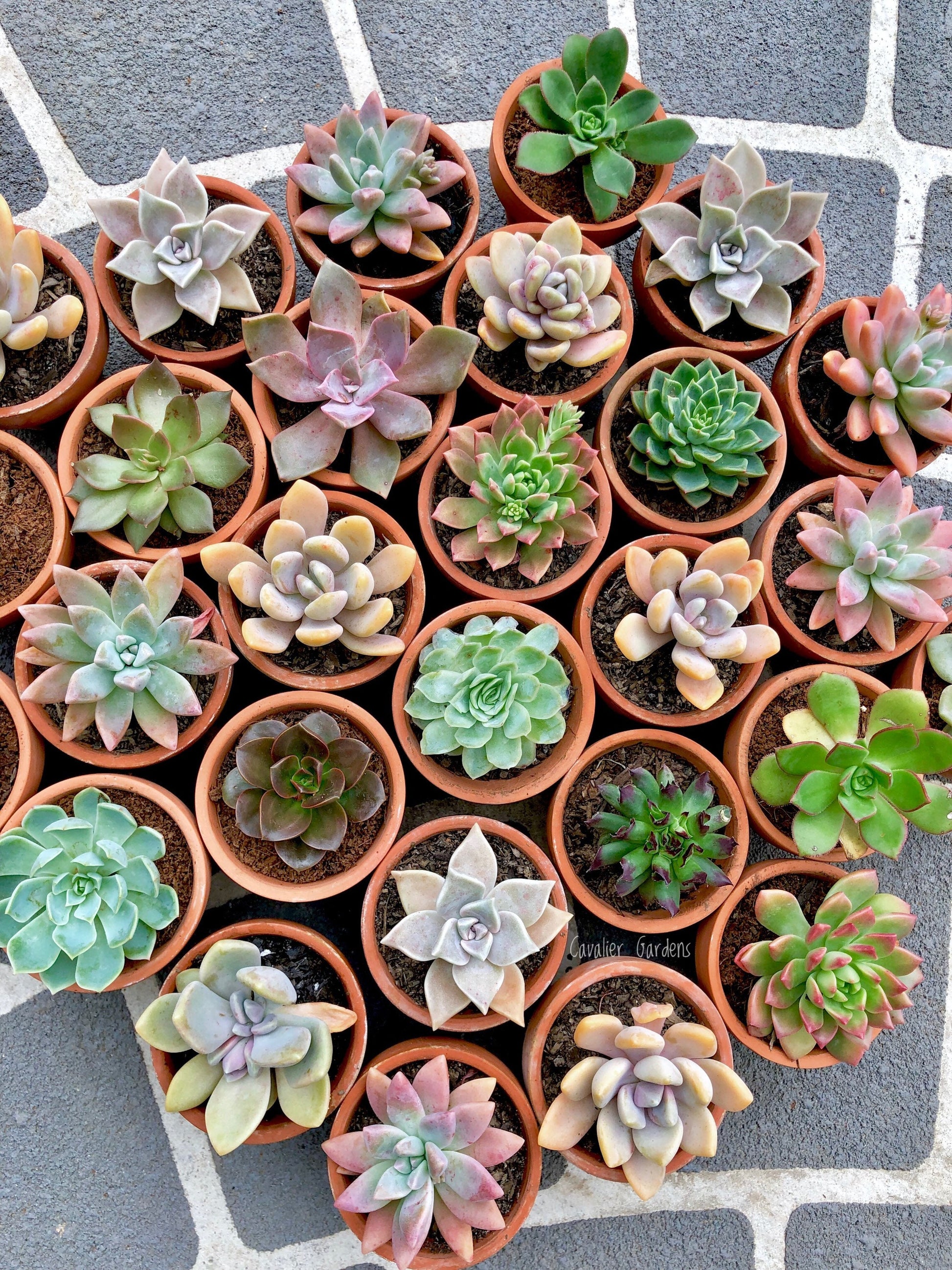 succulent plants sydney Succulent Bomboniere 8cm (SYDNEY PICK UP)