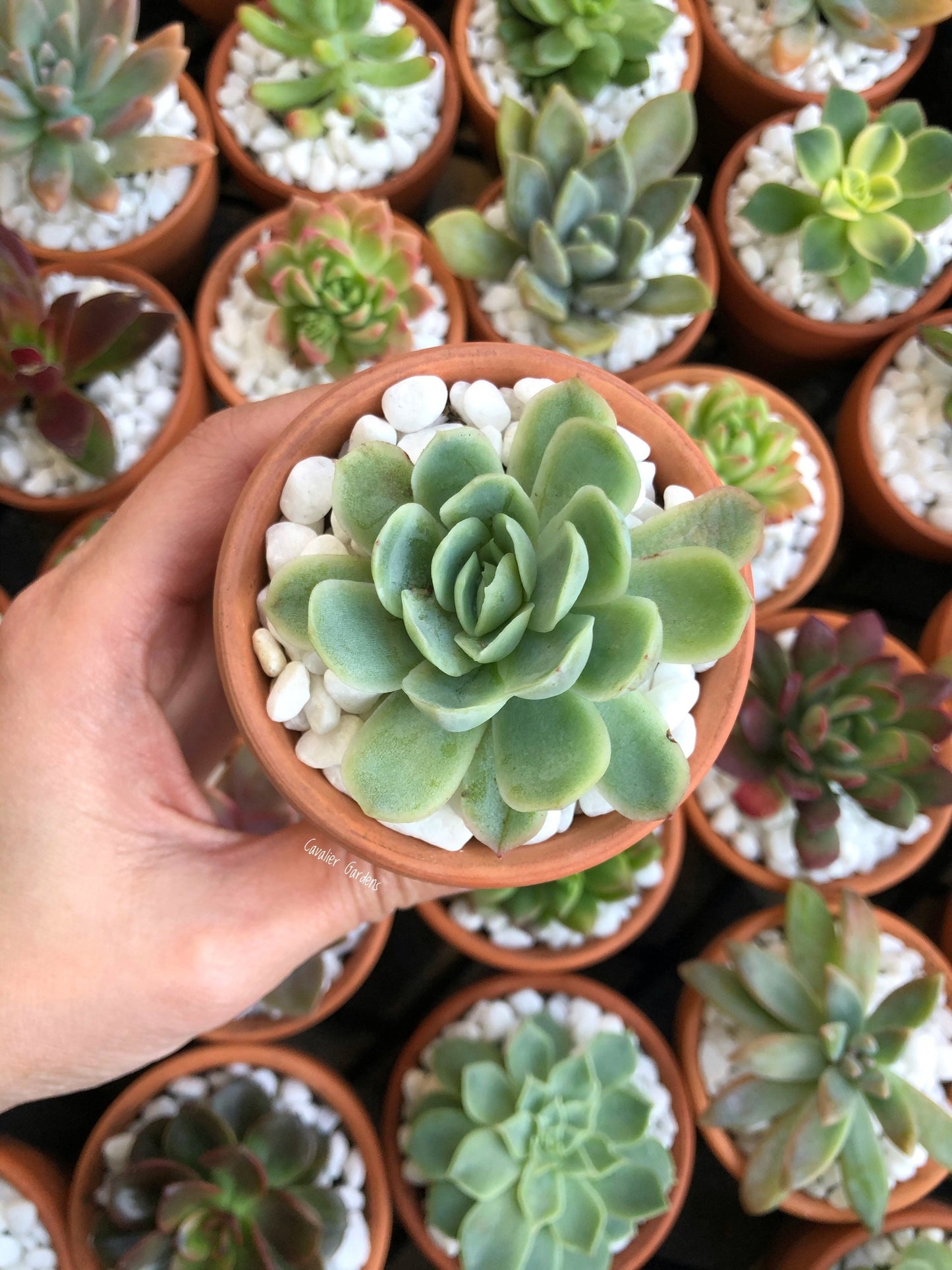 Succulent Bomboniere 8cm (SYDNEY PICK UP)