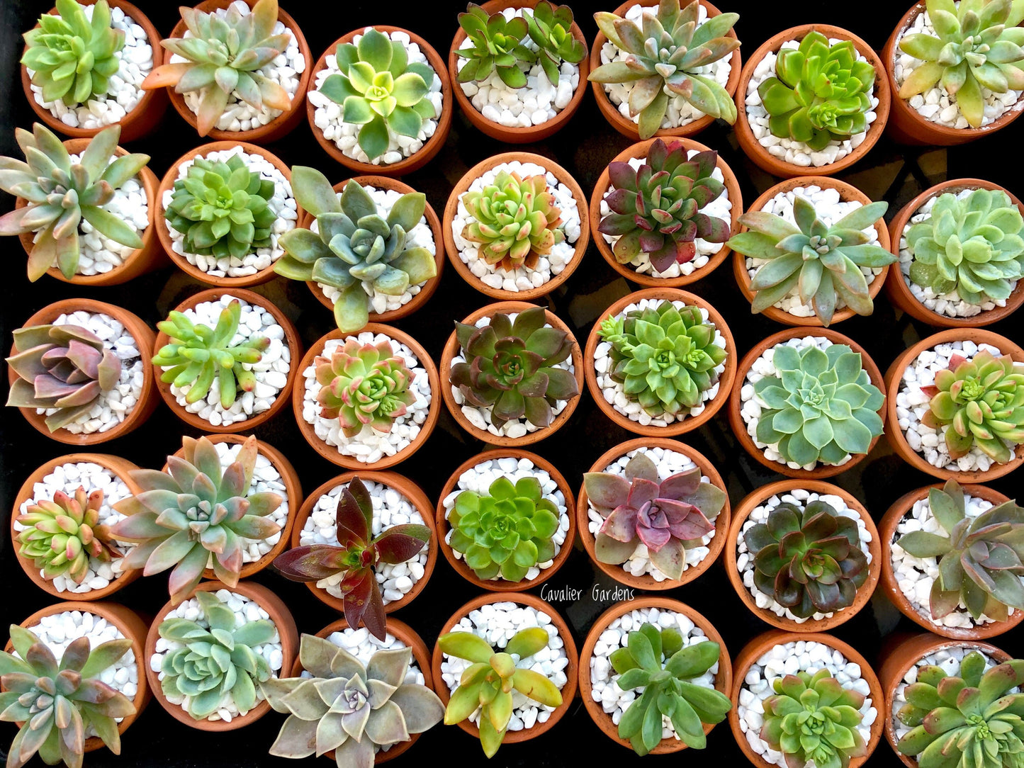 succulent plants sydney Succulent Bomboniere 8cm (SYDNEY PICK UP)