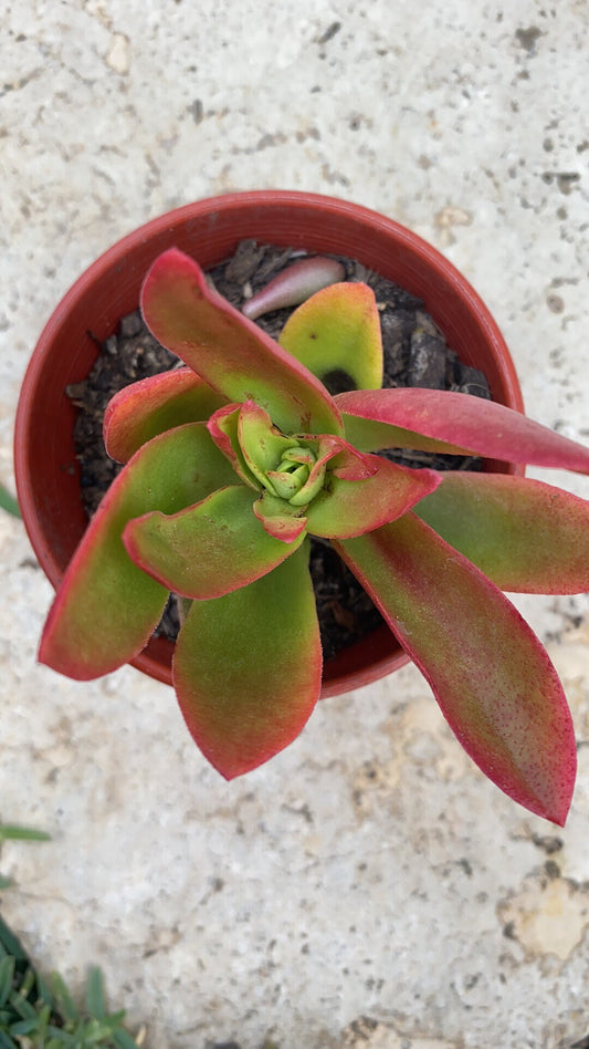 Crassula Campfire