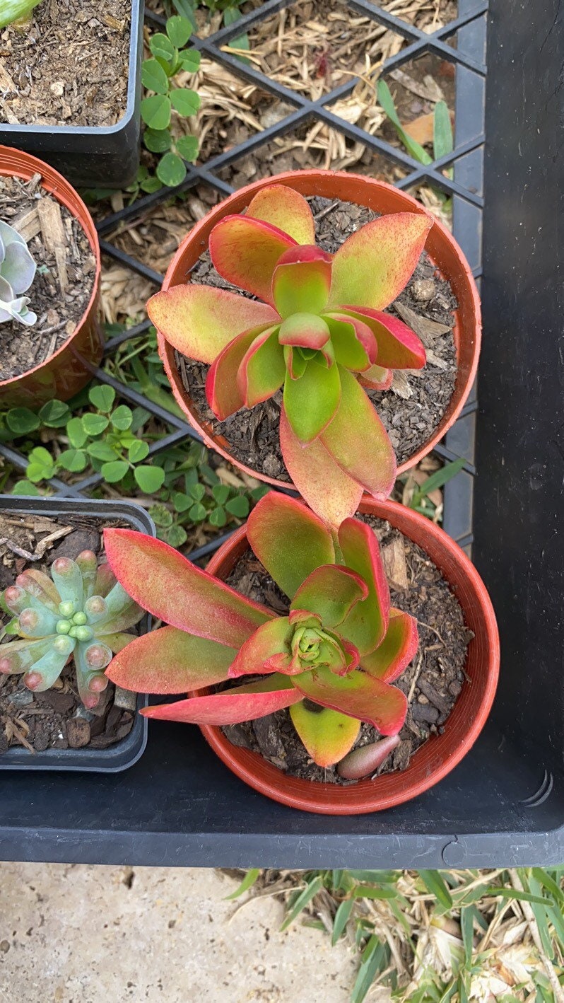 Crassula Campfire