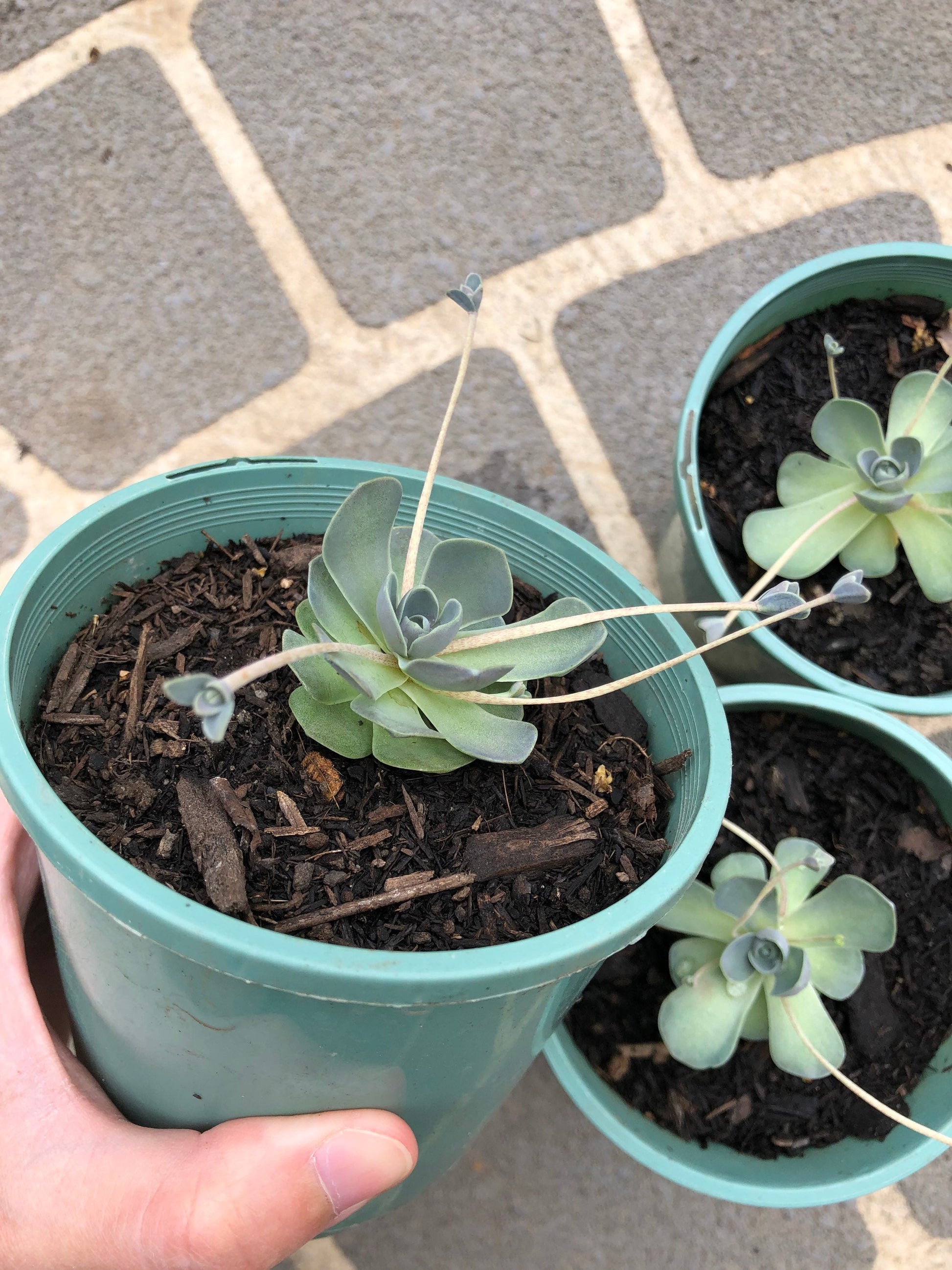 chinese dunce cap succulent for sale Chinese Dunce Caps