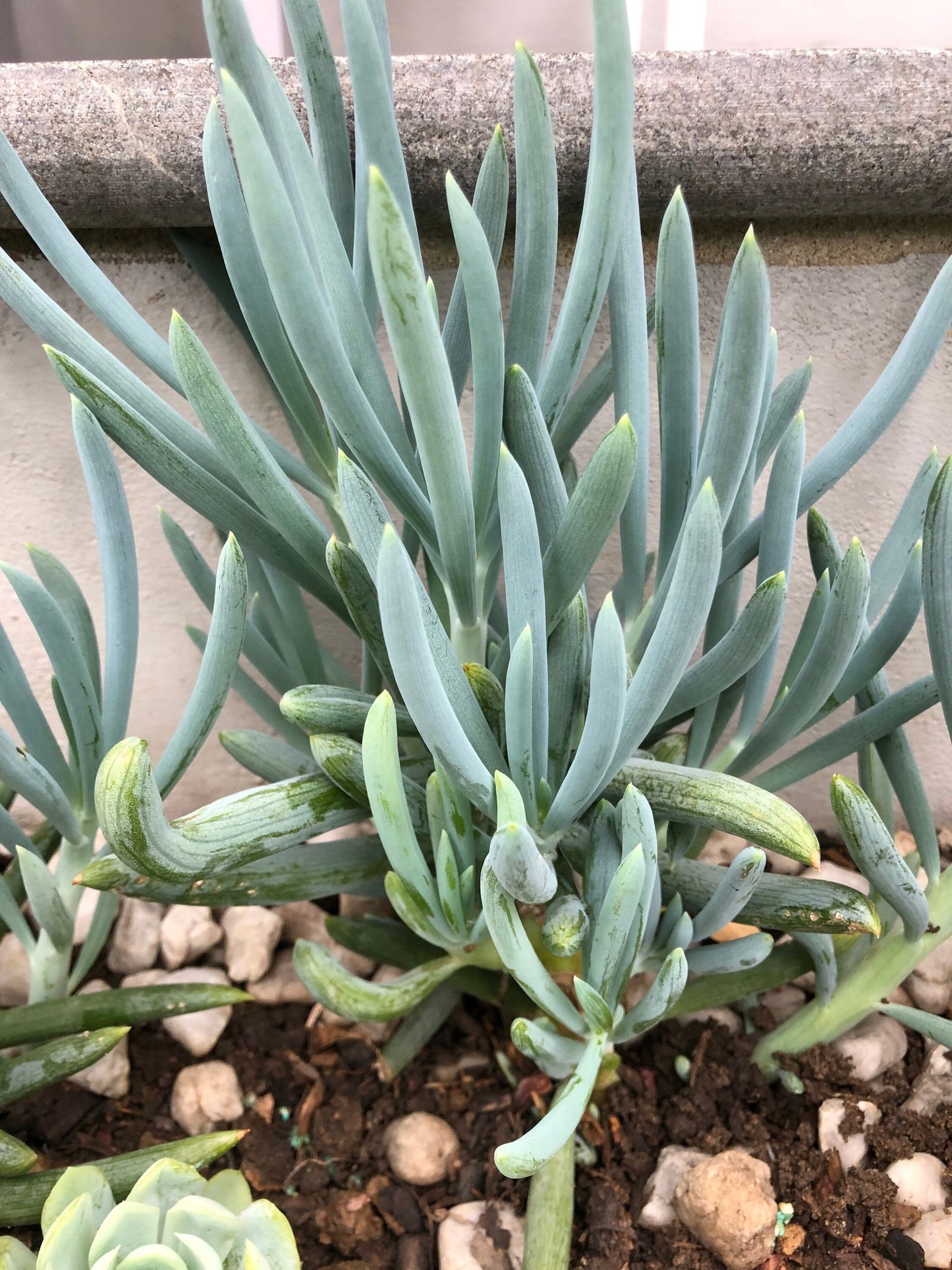 Blue Chalksticks