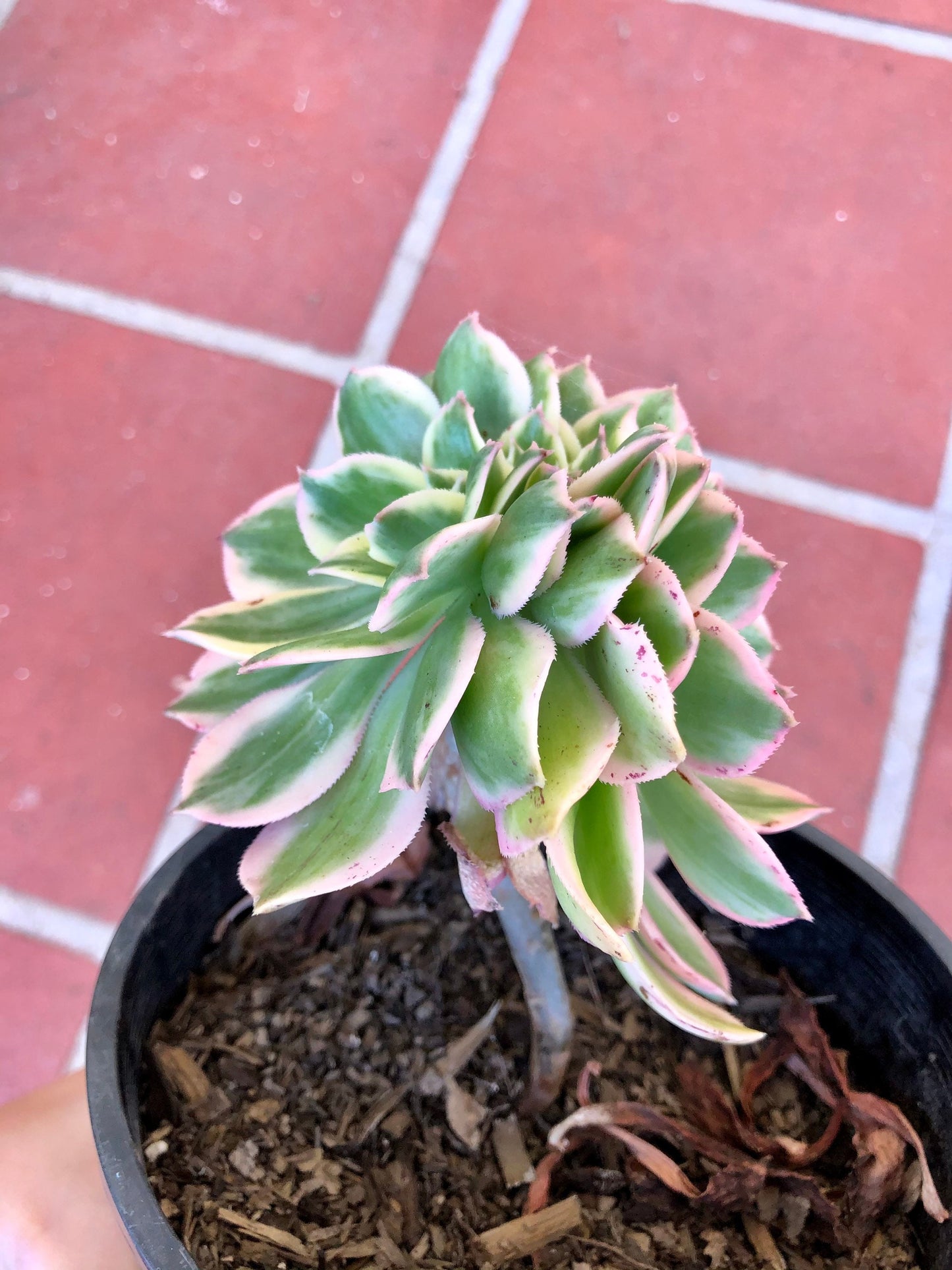 Crested Aeonium Sunburst