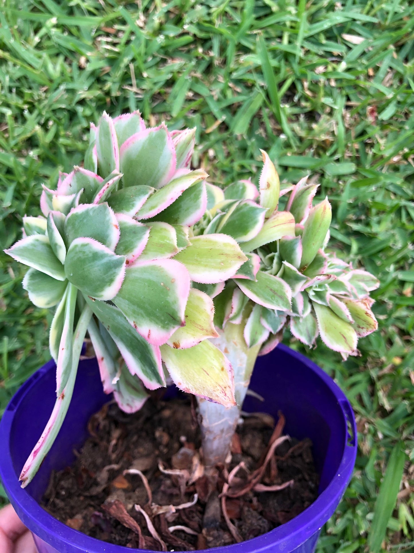 Crested Aeonium Sunburst