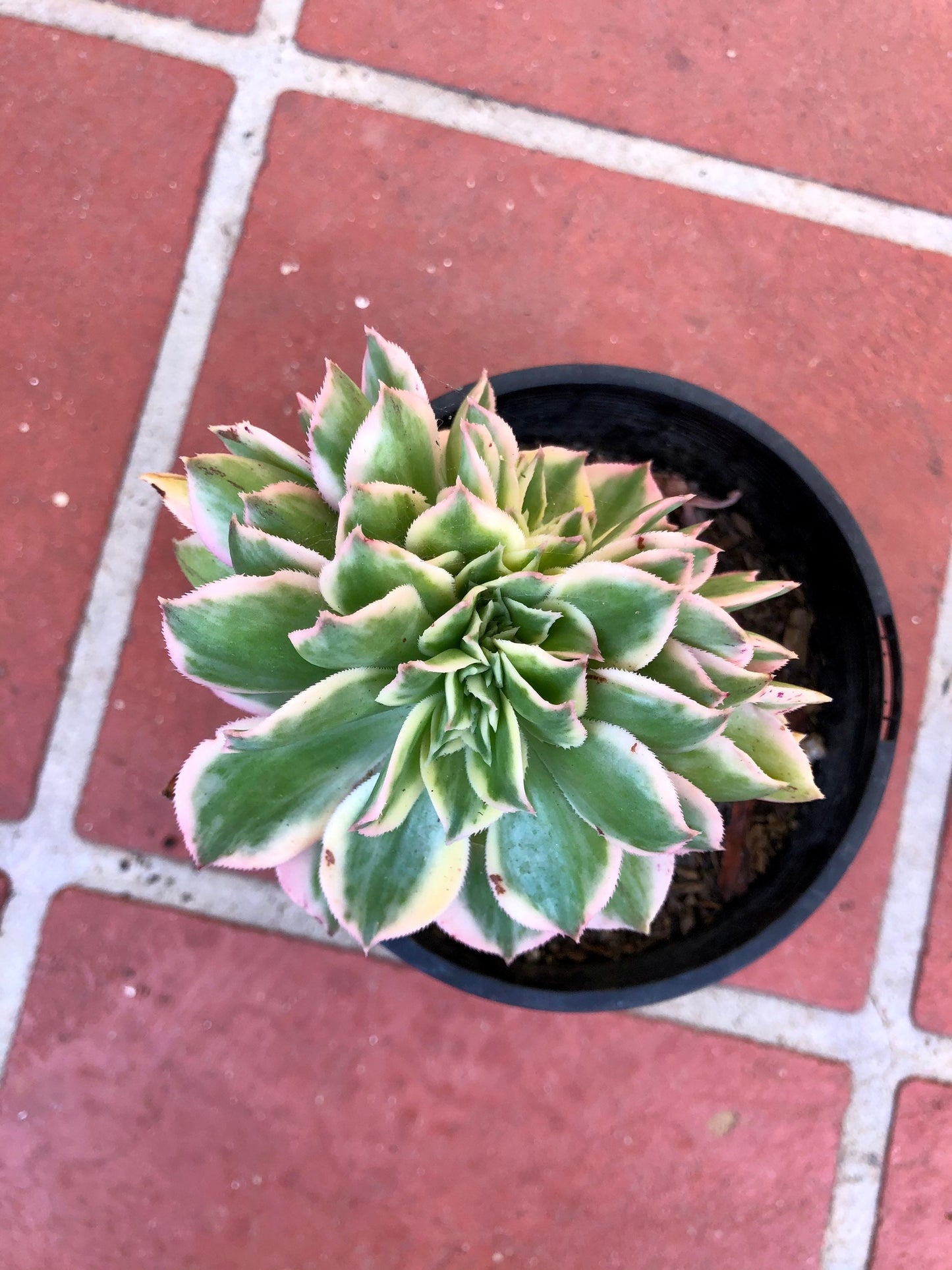 Crested Aeonium Sunburst