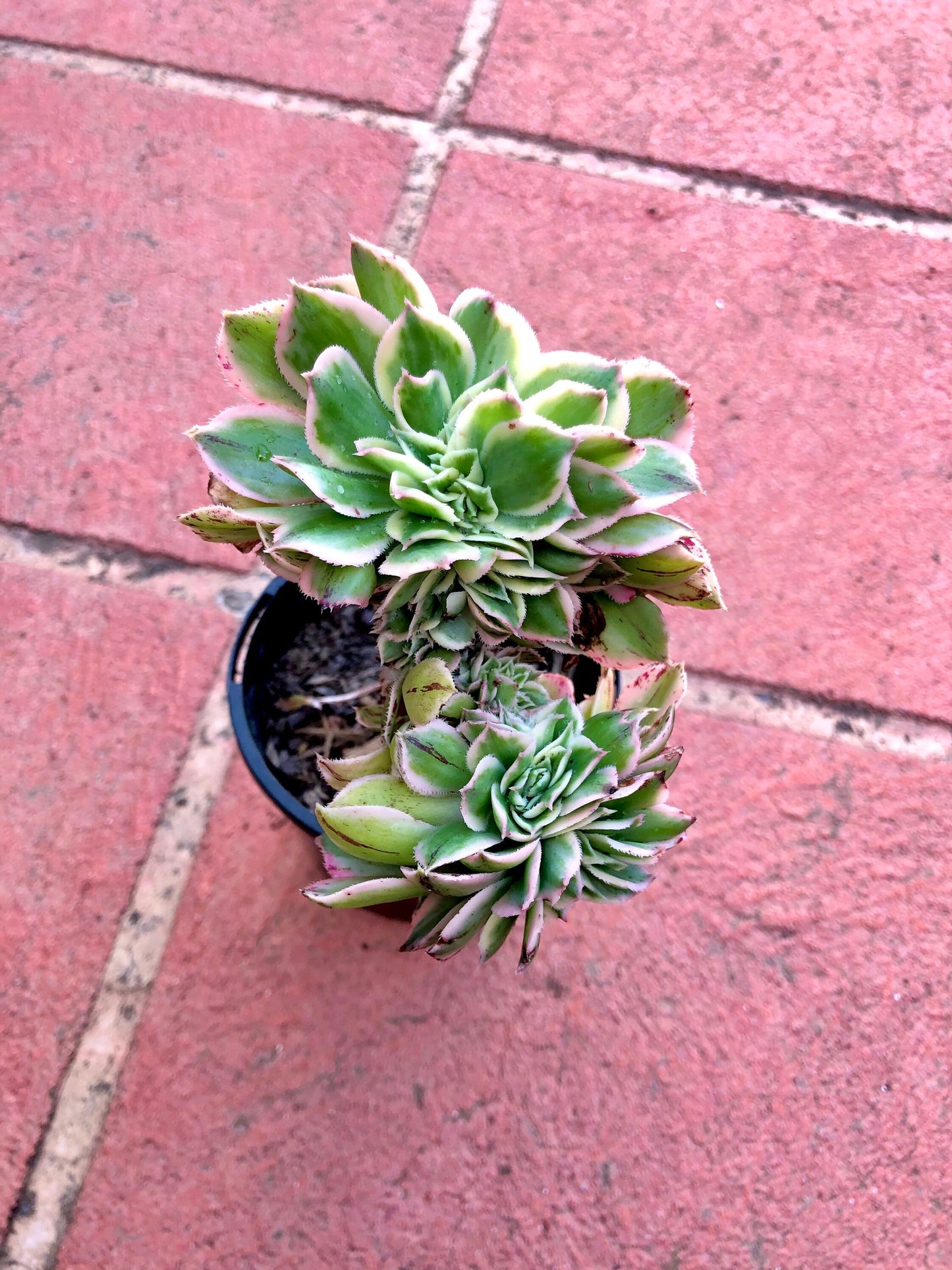 Crested Aeonium Sunburst