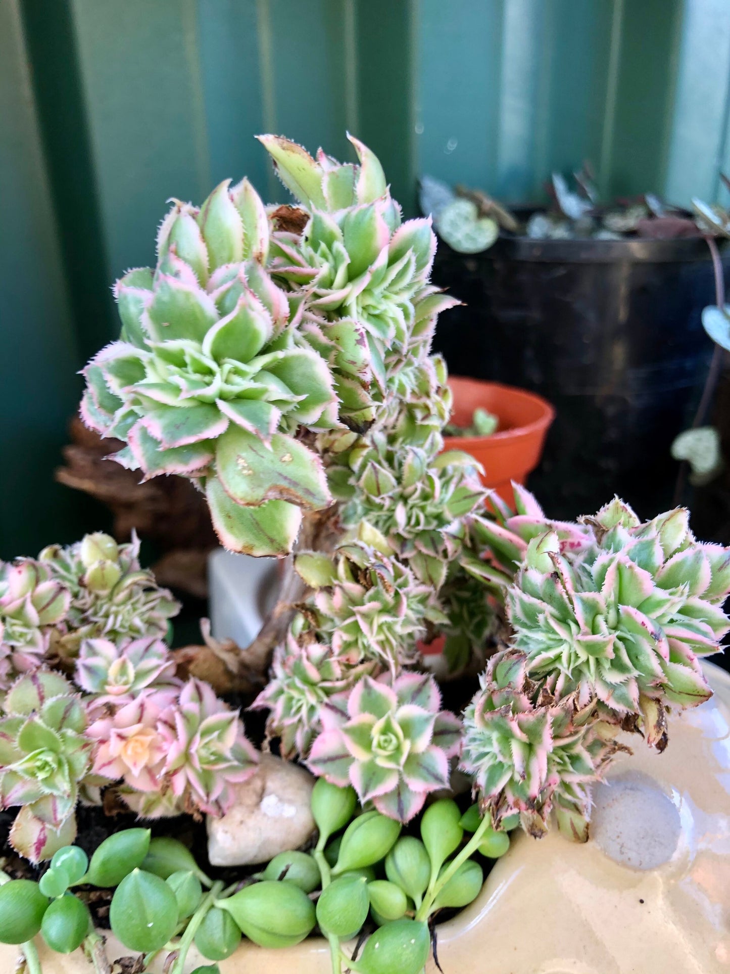 Crested Aeonium Sunburst