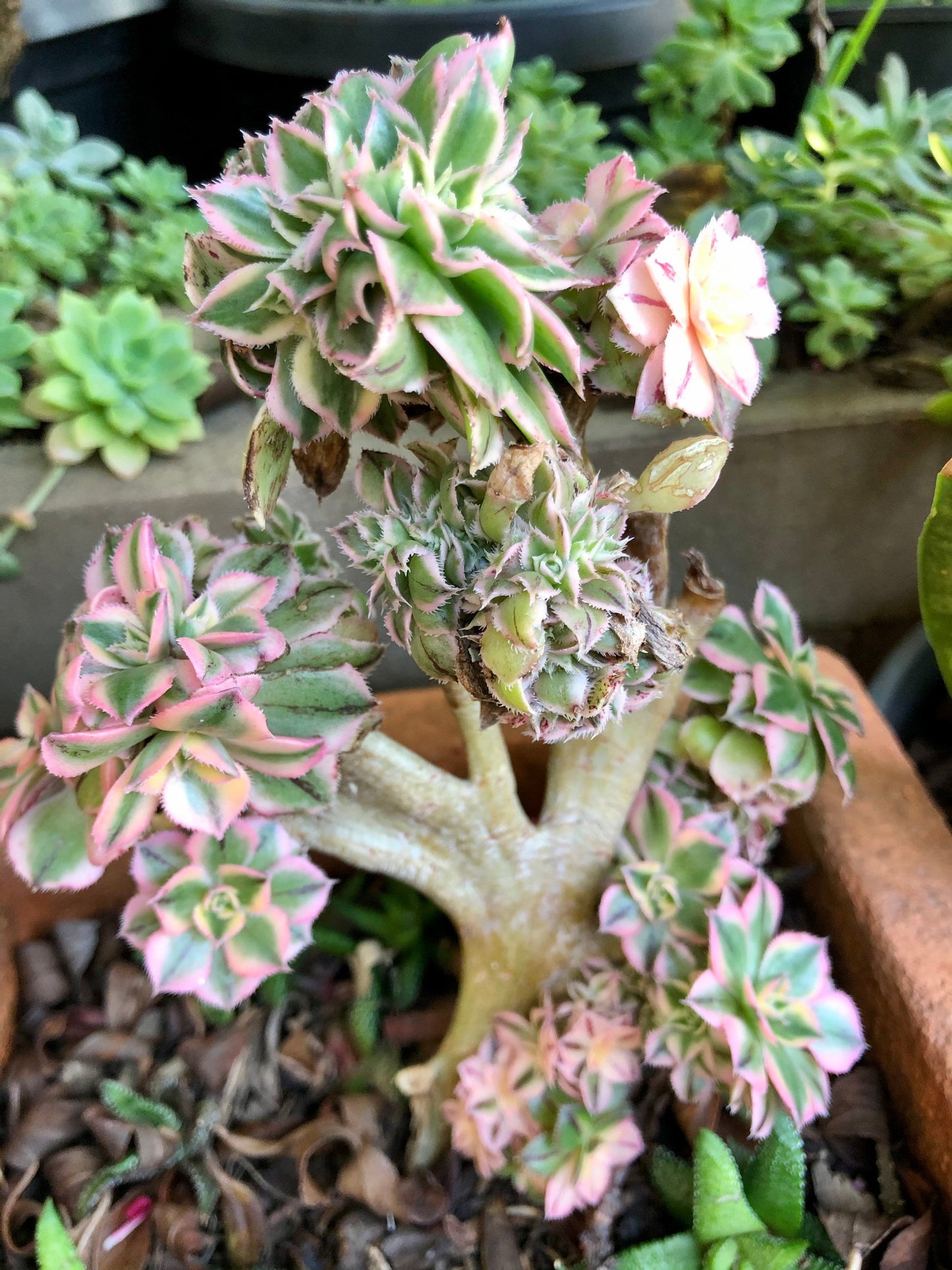 Crested Aeonium Sunburst