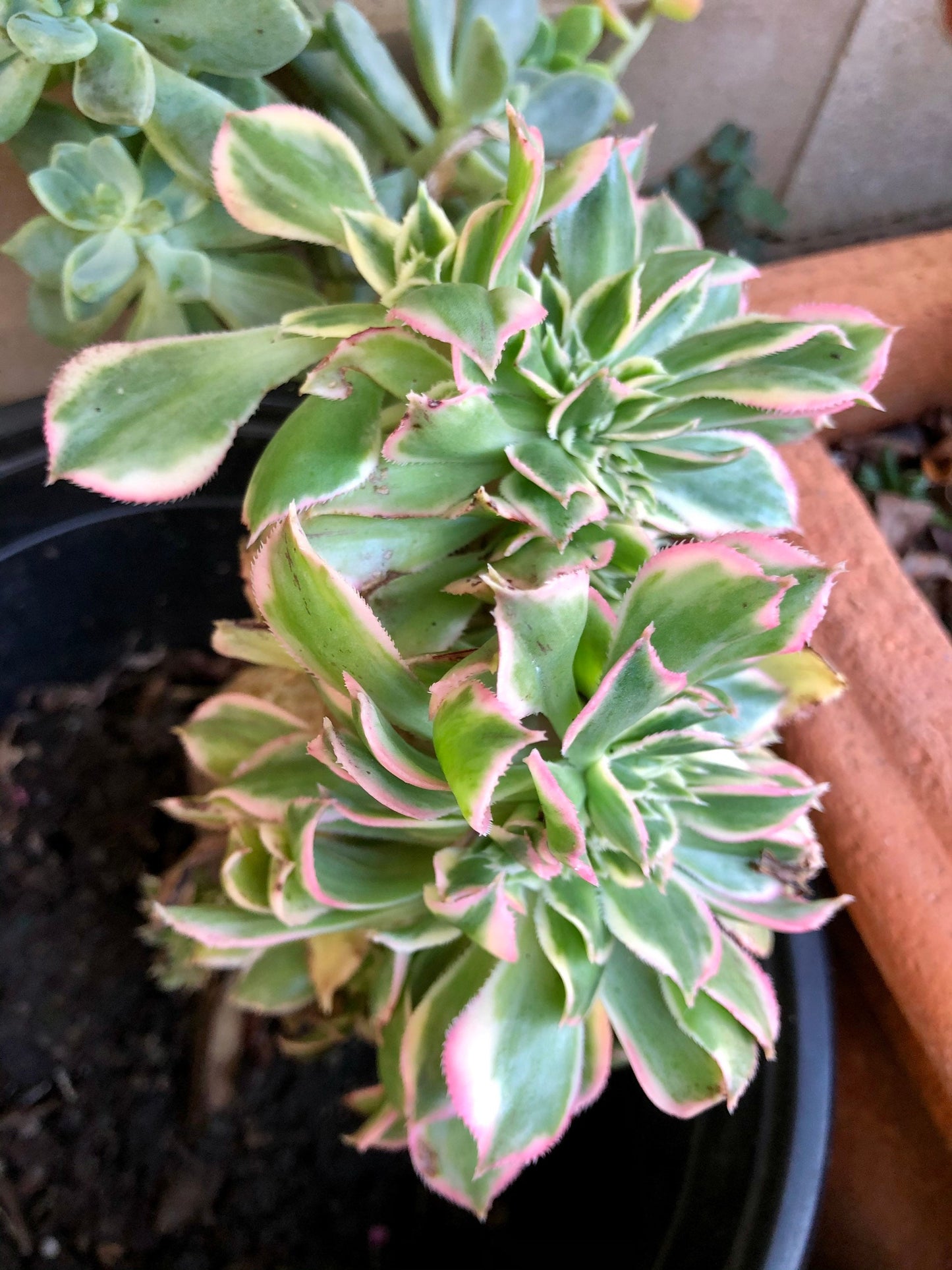 Crested Aeonium Sunburst