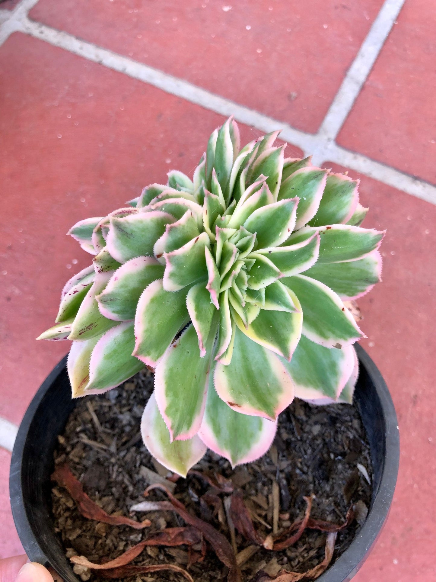 Crested Aeonium Sunburst