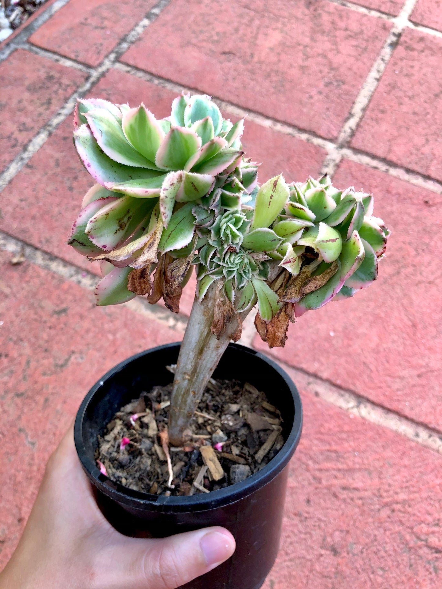 Crested Aeonium Sunburst