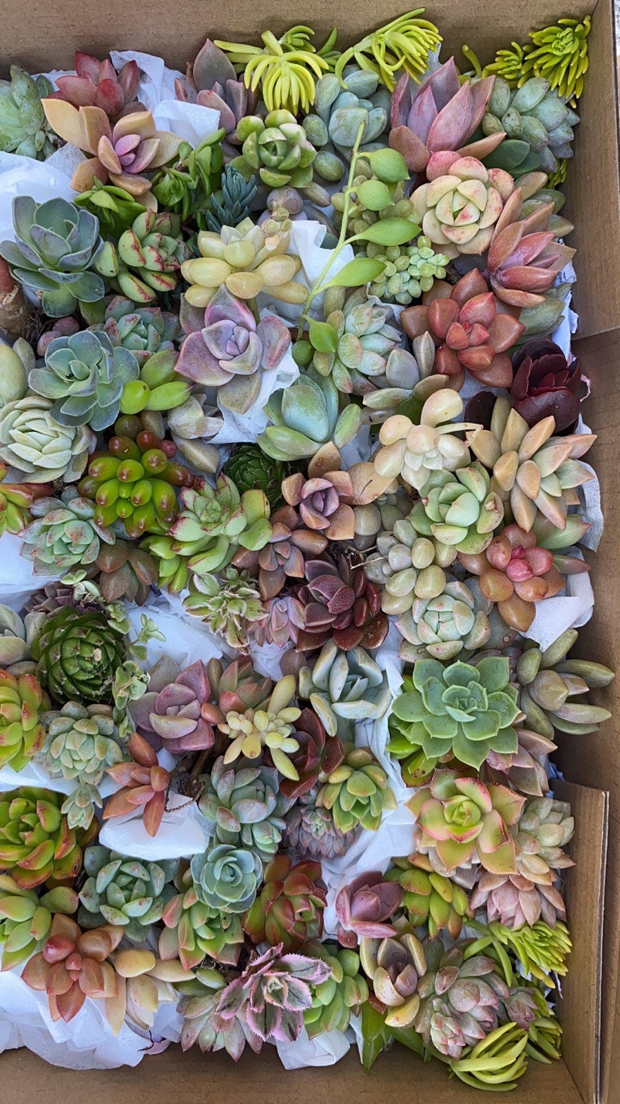 Succulent Box - Pixie Pack