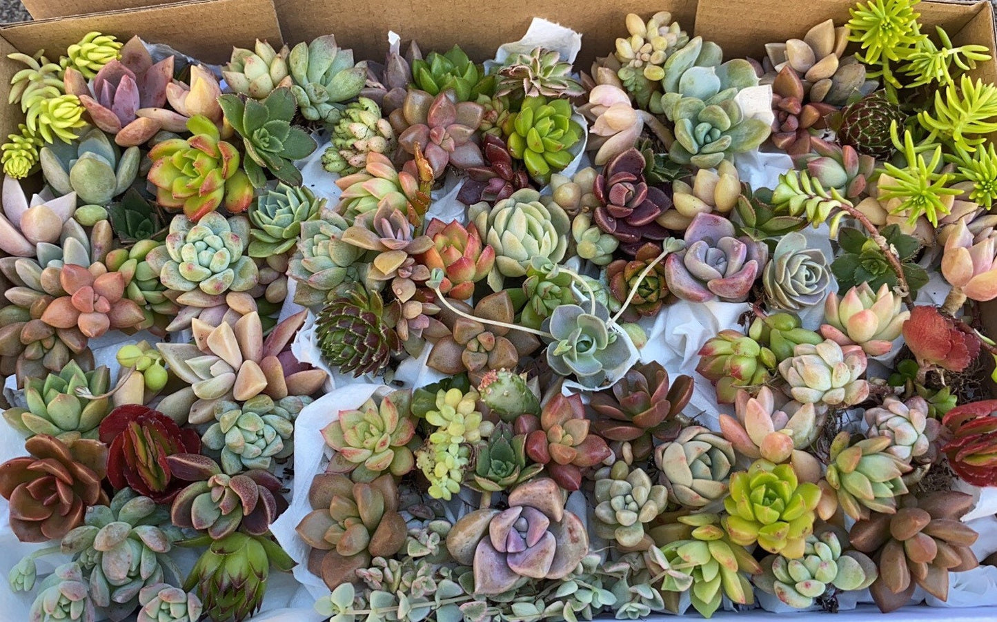 Succulent Box - Pixie Pack