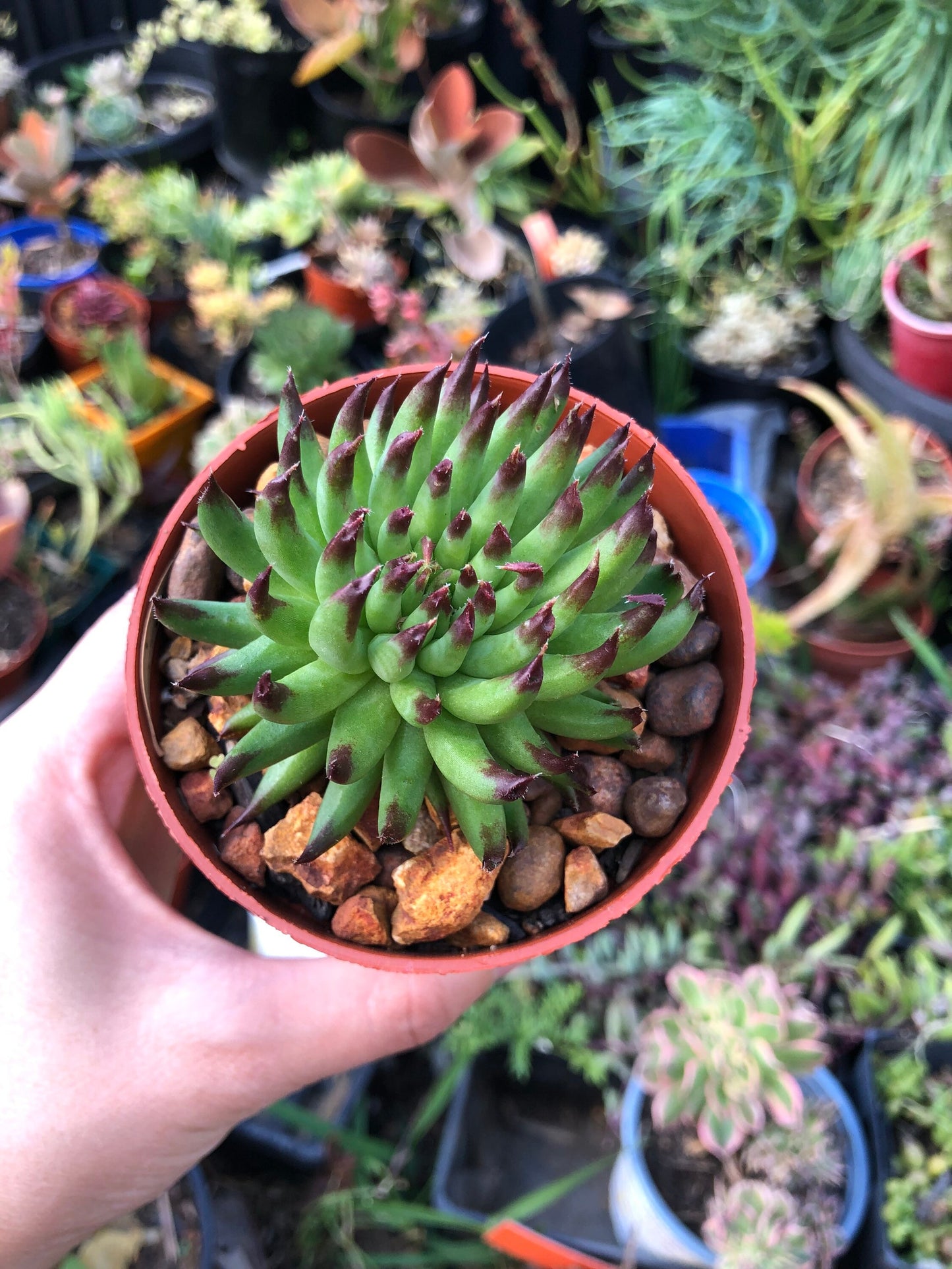 Sempervivum - Pittoni