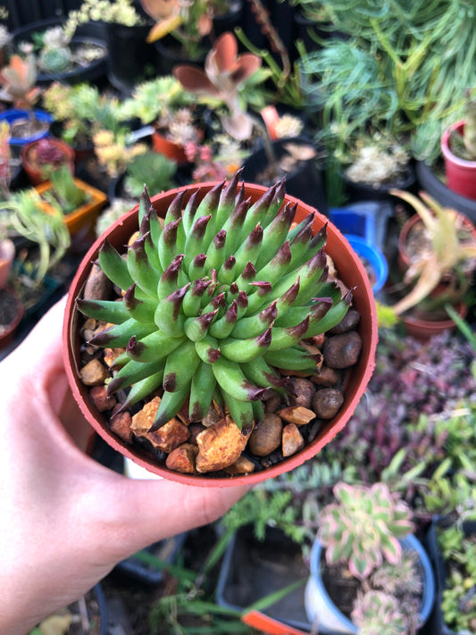 Sempervivum - Pittoni