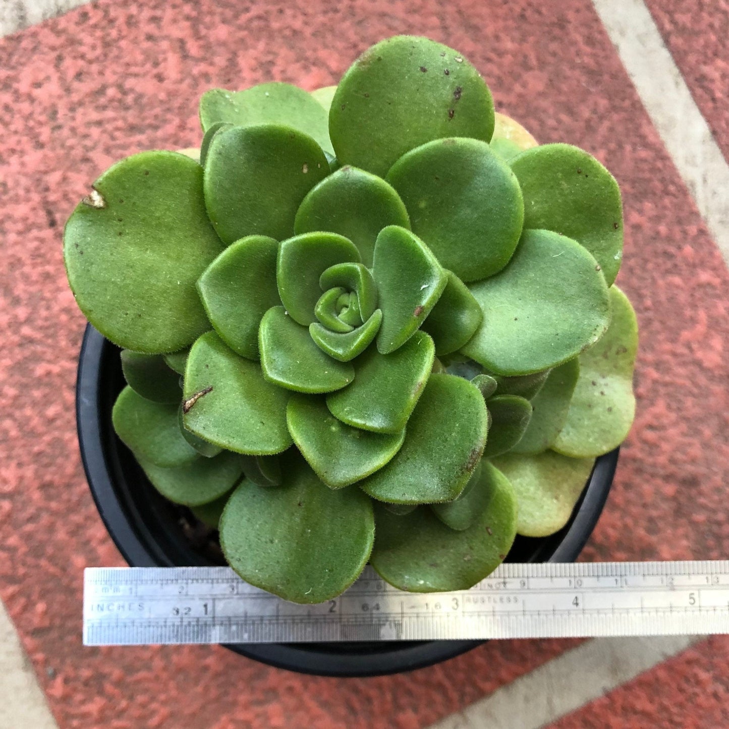 Aeonium - Lilypad