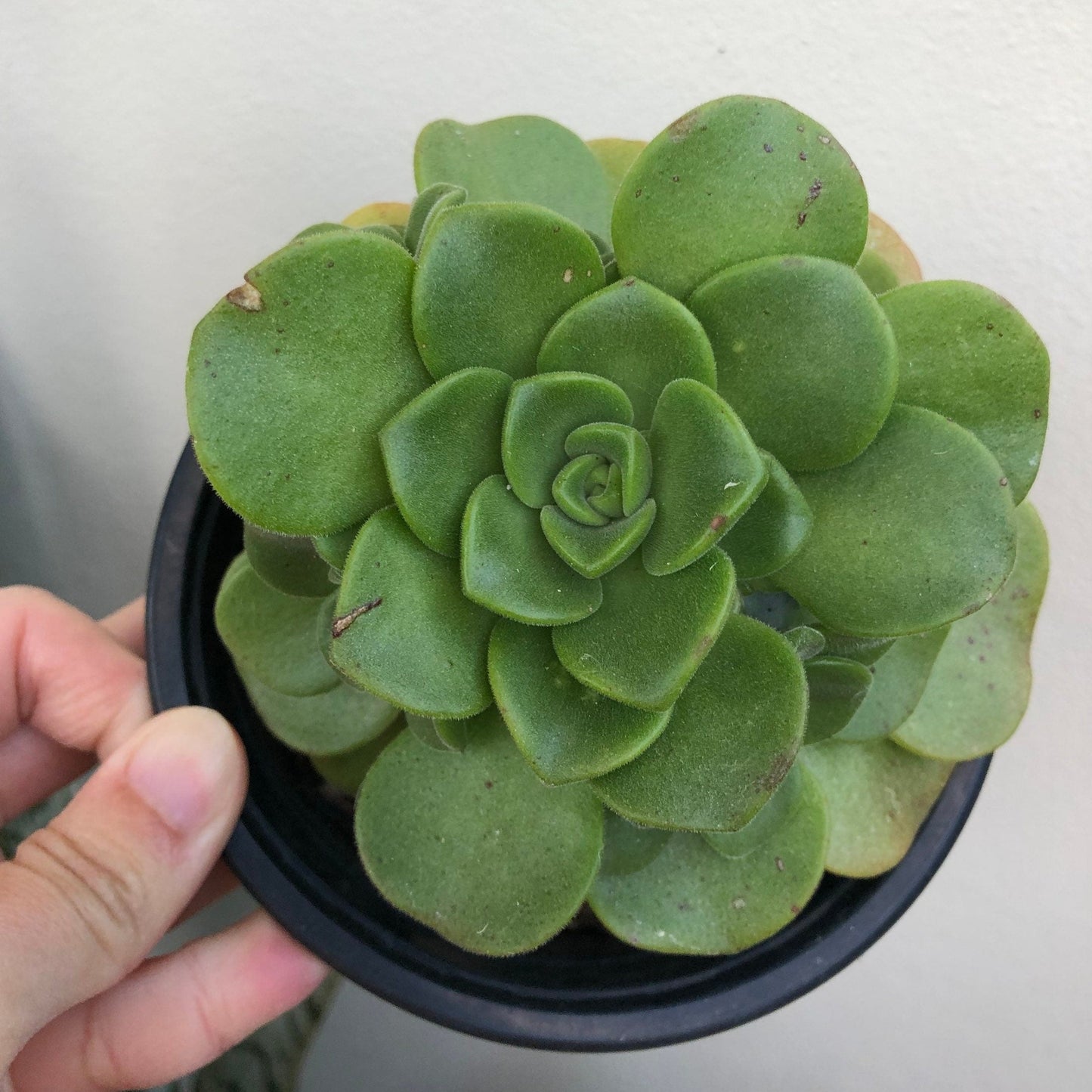 Aeonium - Lilypad