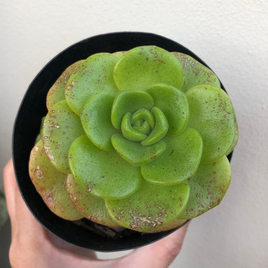 Aeonium - Lilypad