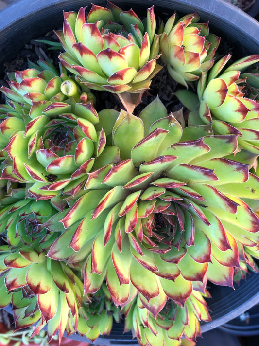 Sempervivum - Tectorum