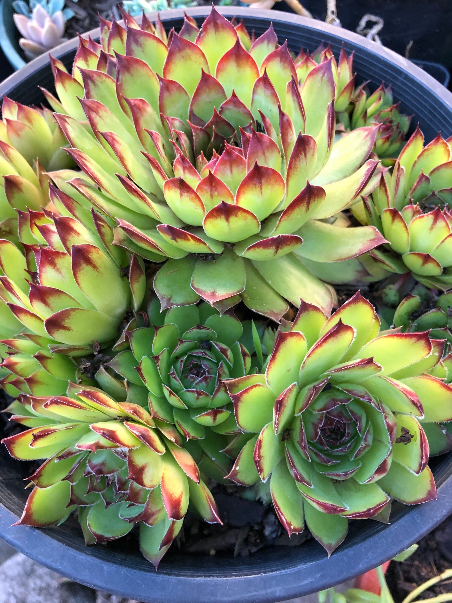 Sempervivum - Tectorum