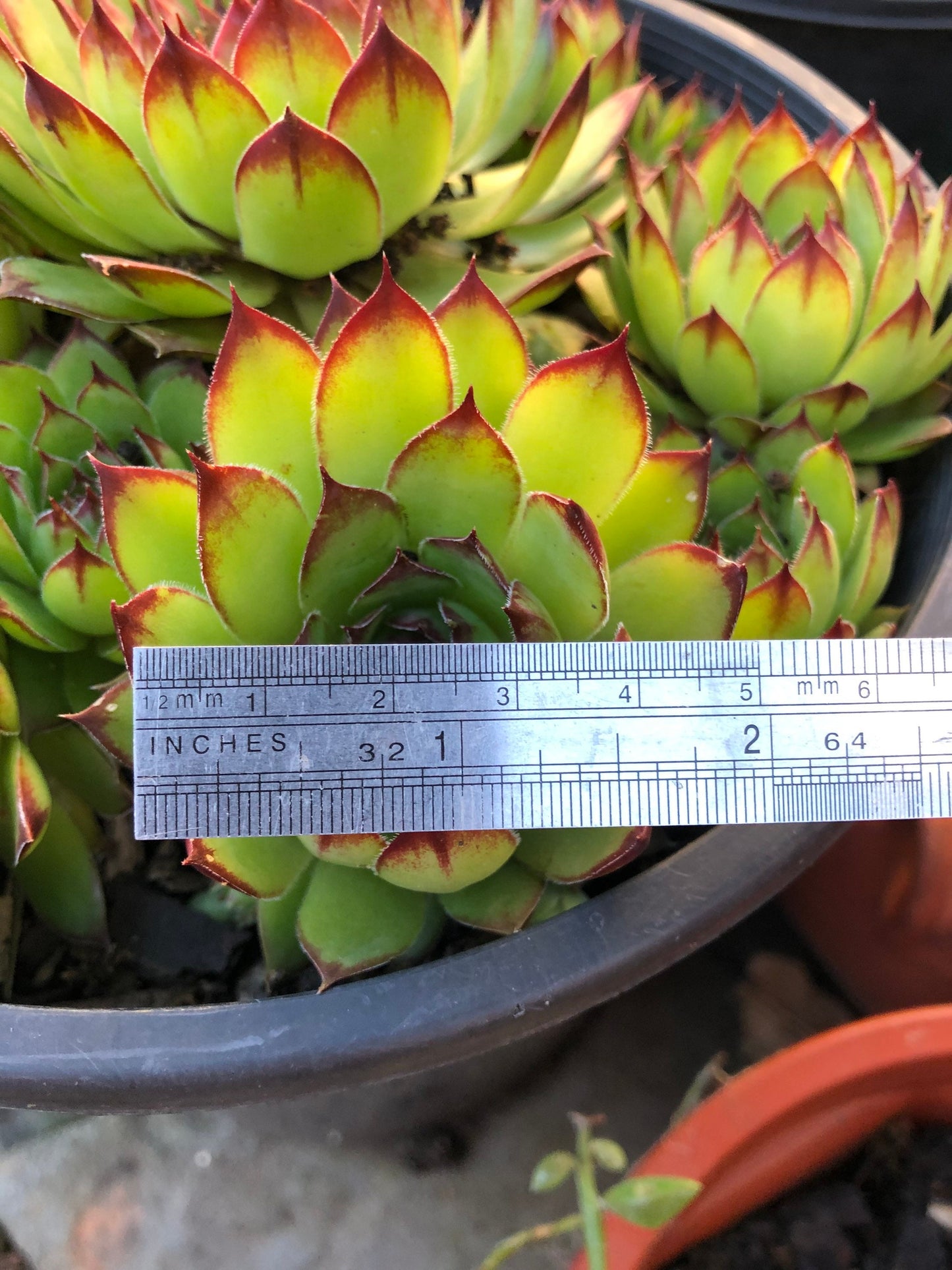 Sempervivum - Tectorum