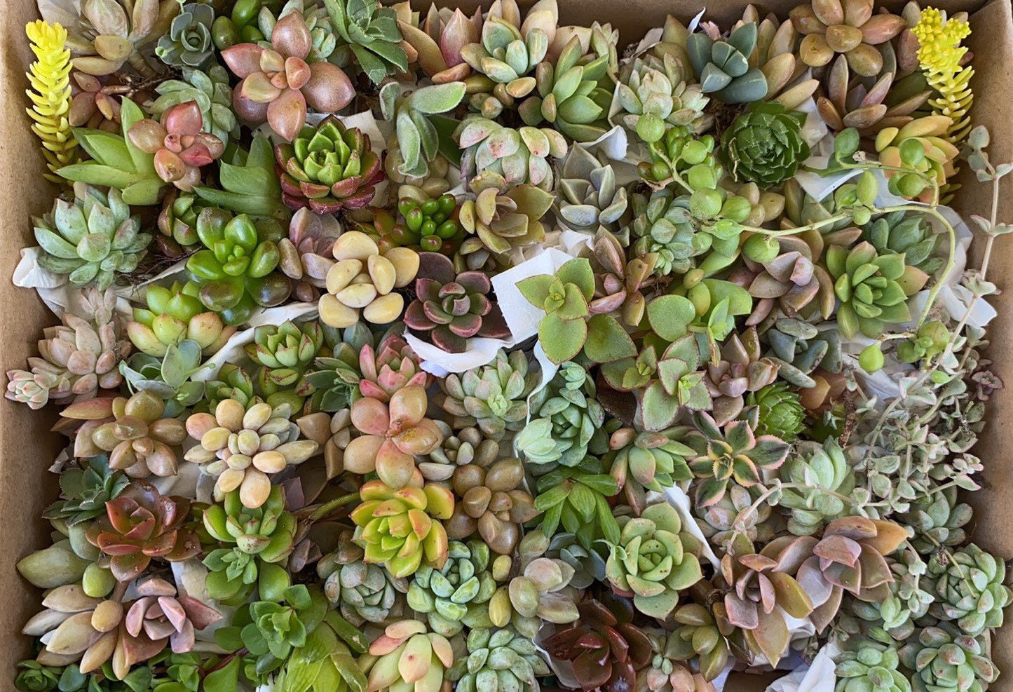 Succulent Box - Pixie Pack