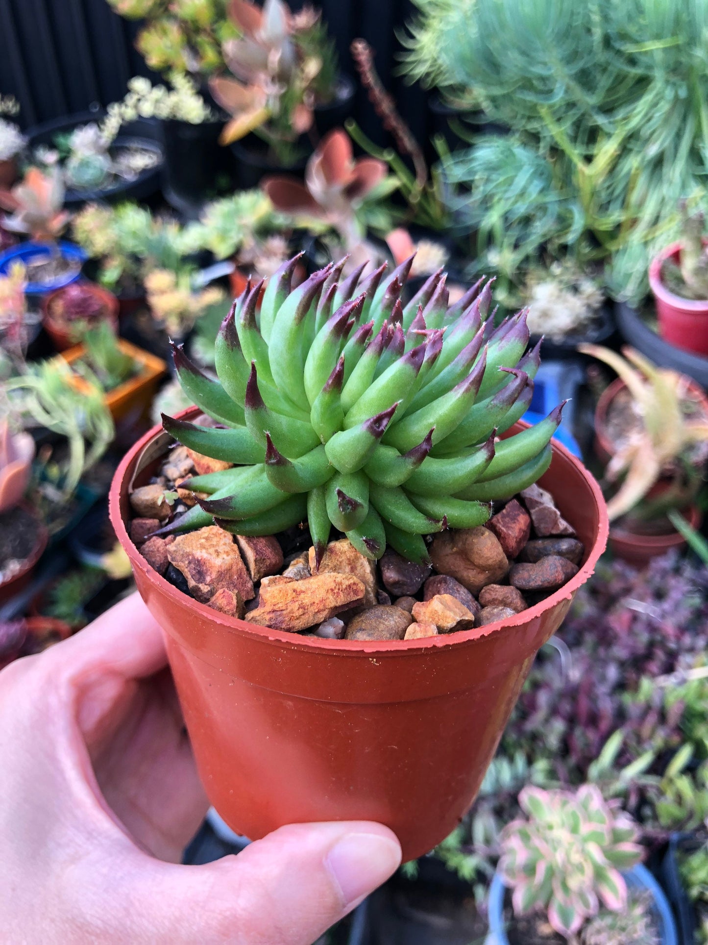 Sempervivum - Pittoni