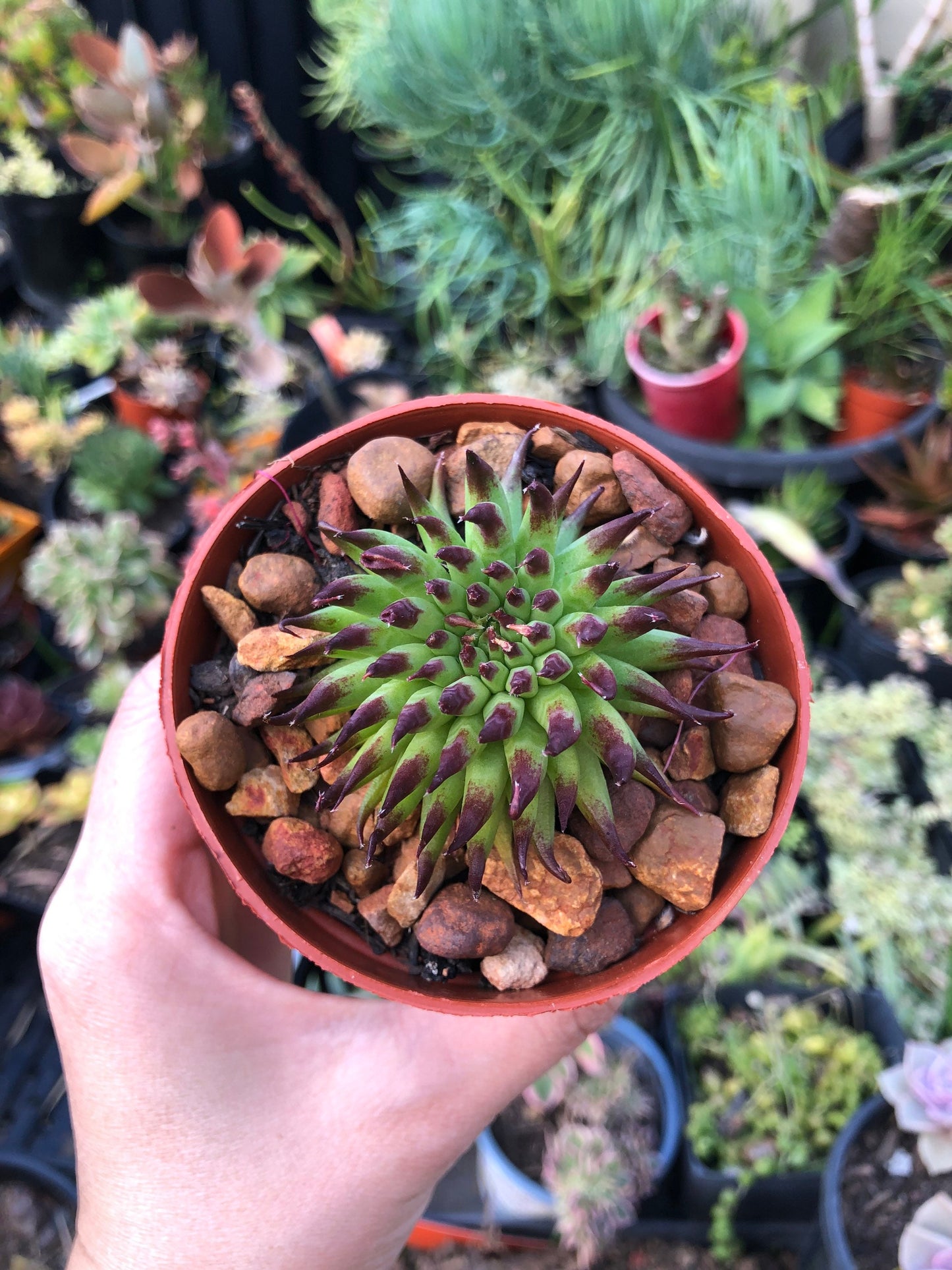 Sempervivum - Pittoni