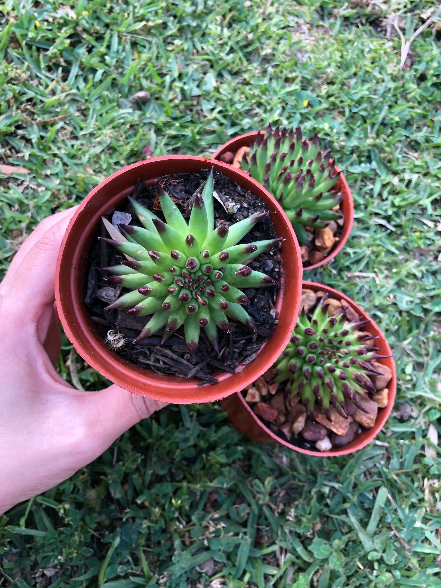 Sempervivum - Pittoni