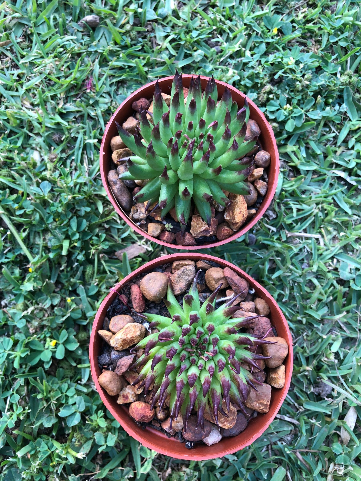 Sempervivum - Pittoni