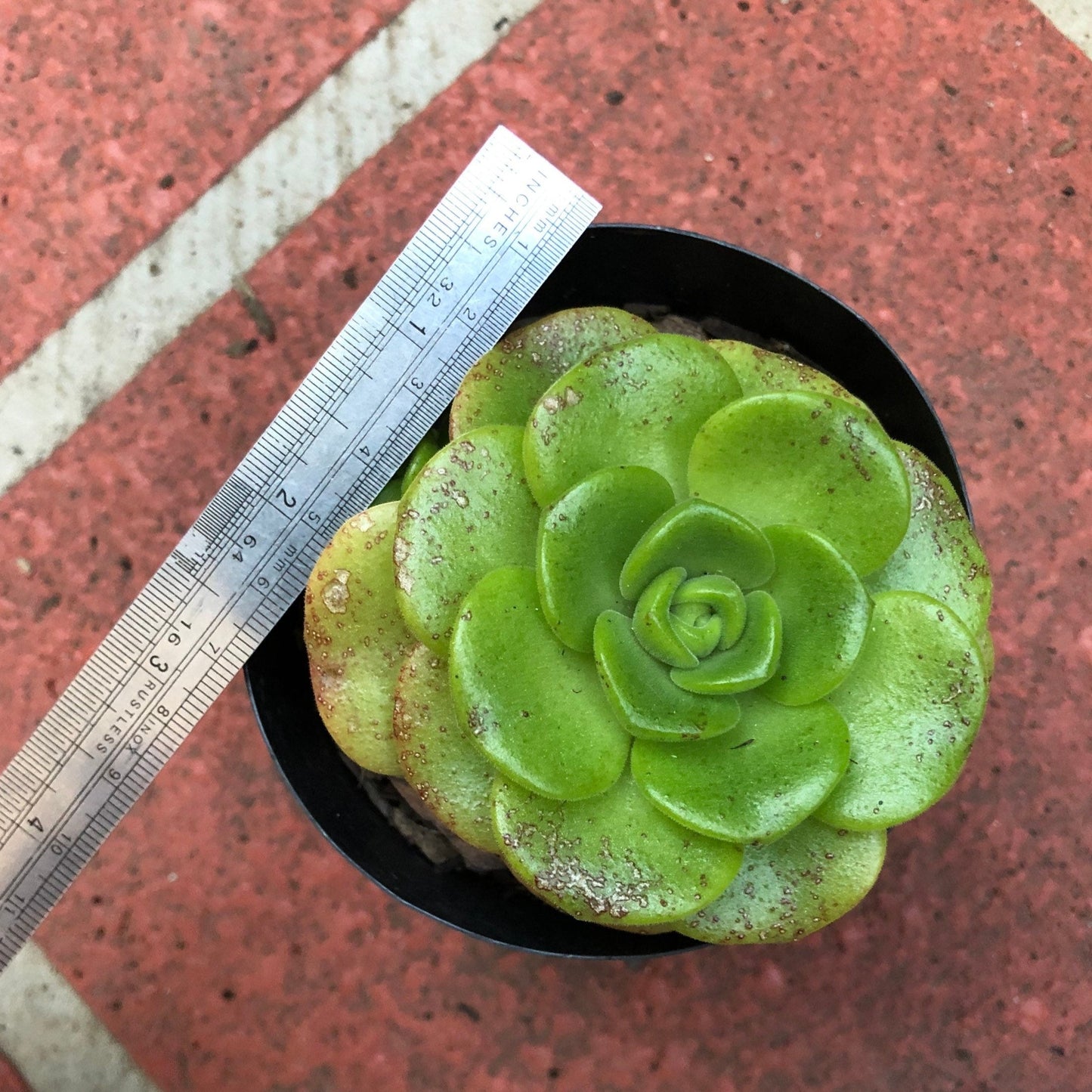 Aeonium - Lilypad