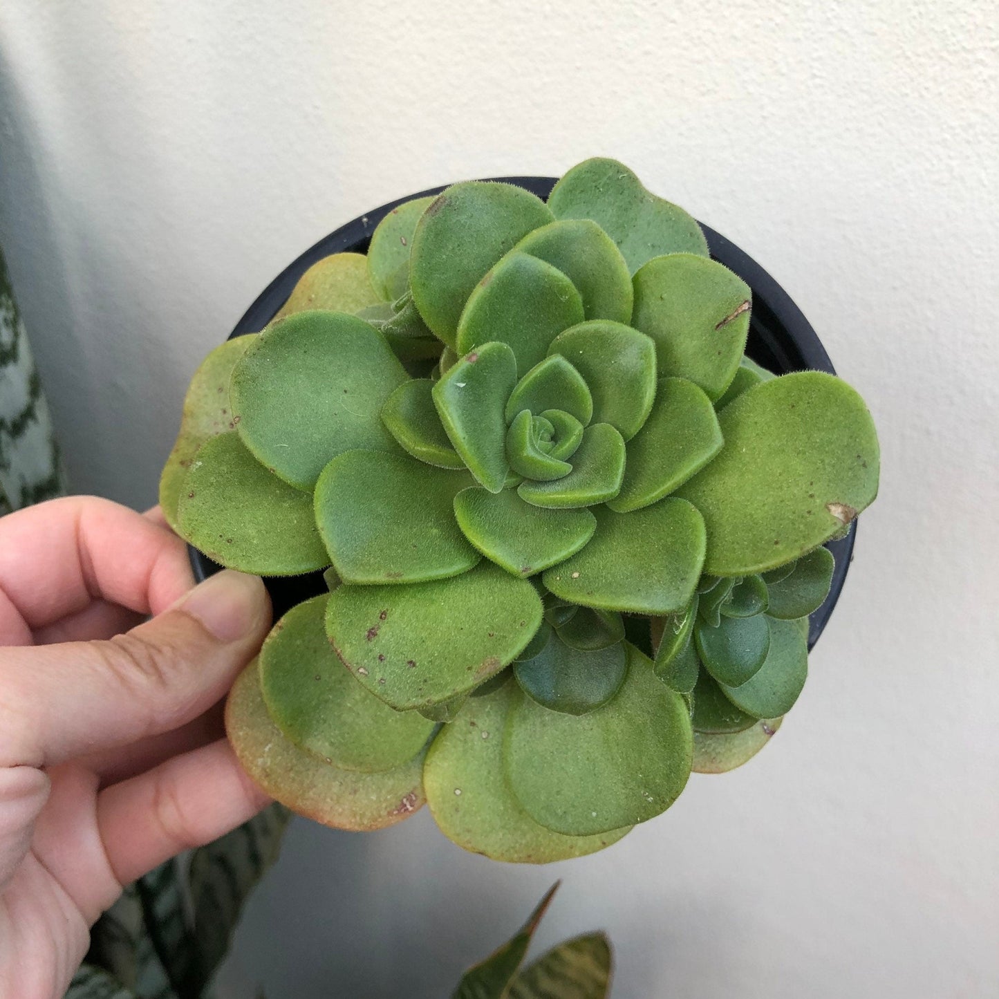 Aeonium - Lilypad