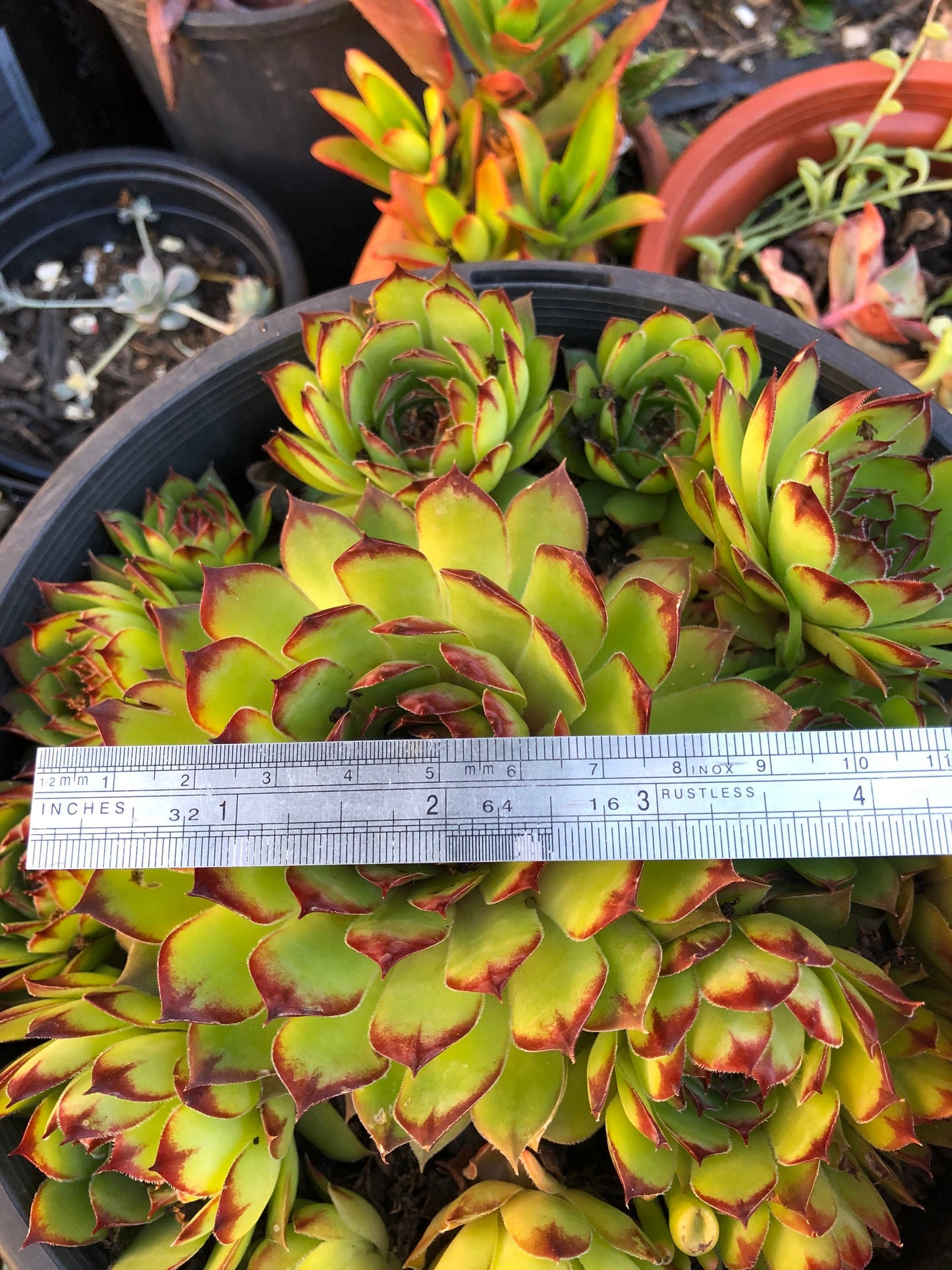 Sempervivum - Tectorum