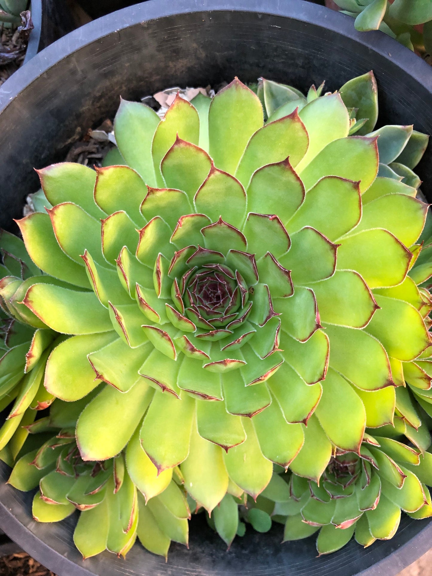 Sempervivum - Tectorum