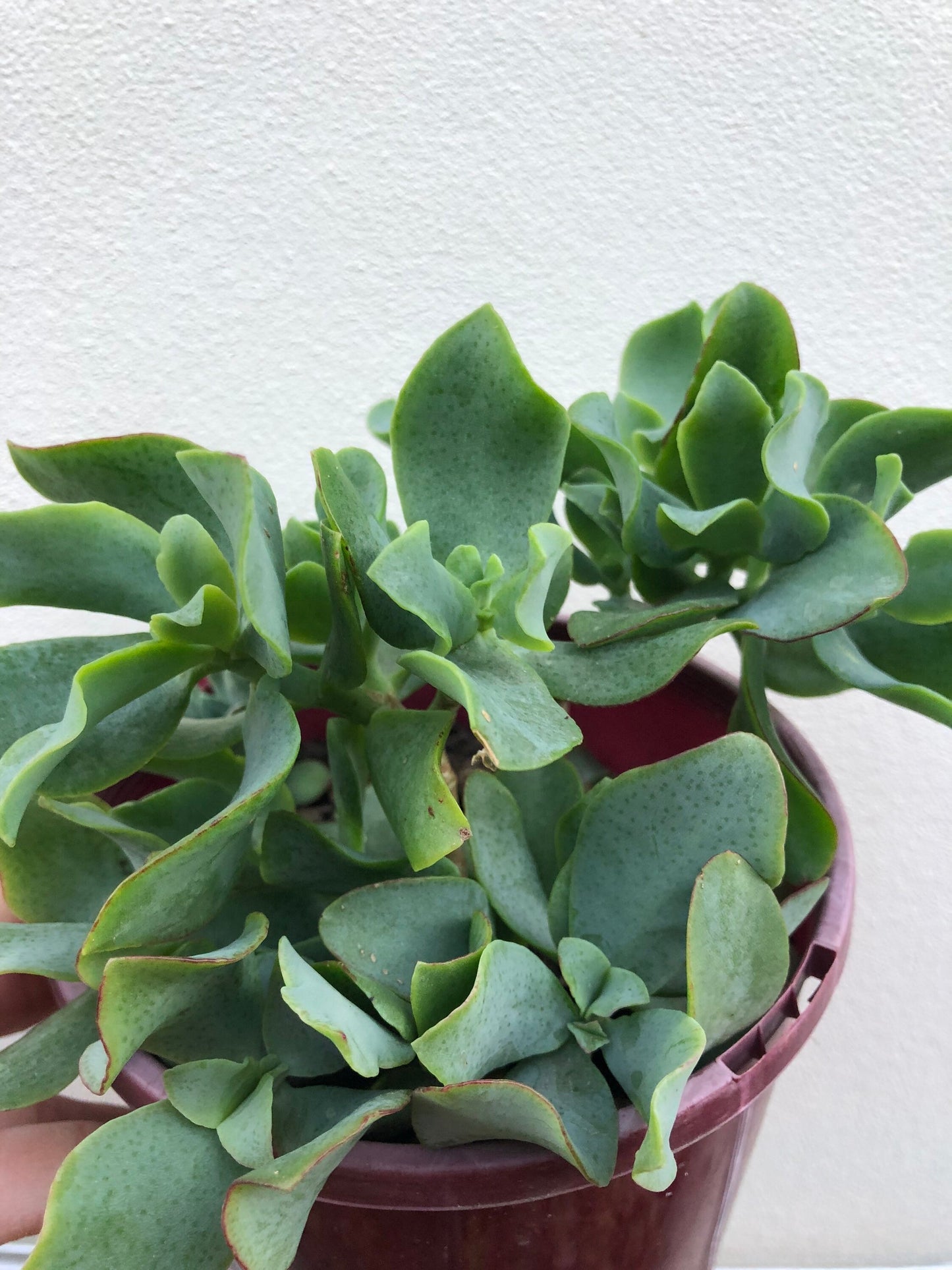 Crassula Undulata