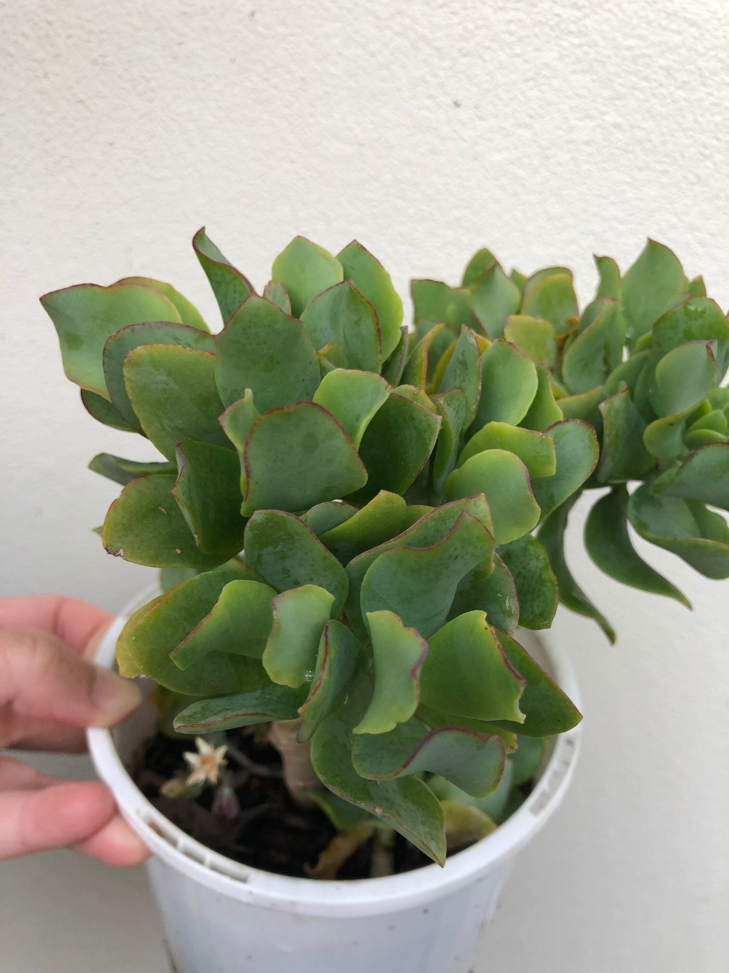 Crassula Undulata